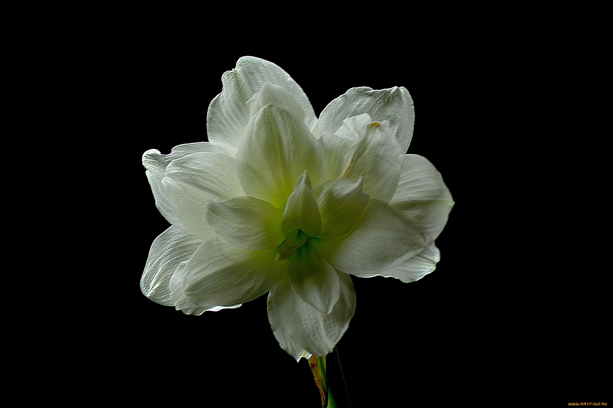 amaryllis, цветы, амариллисы, , гиппеаструмы, амариллис