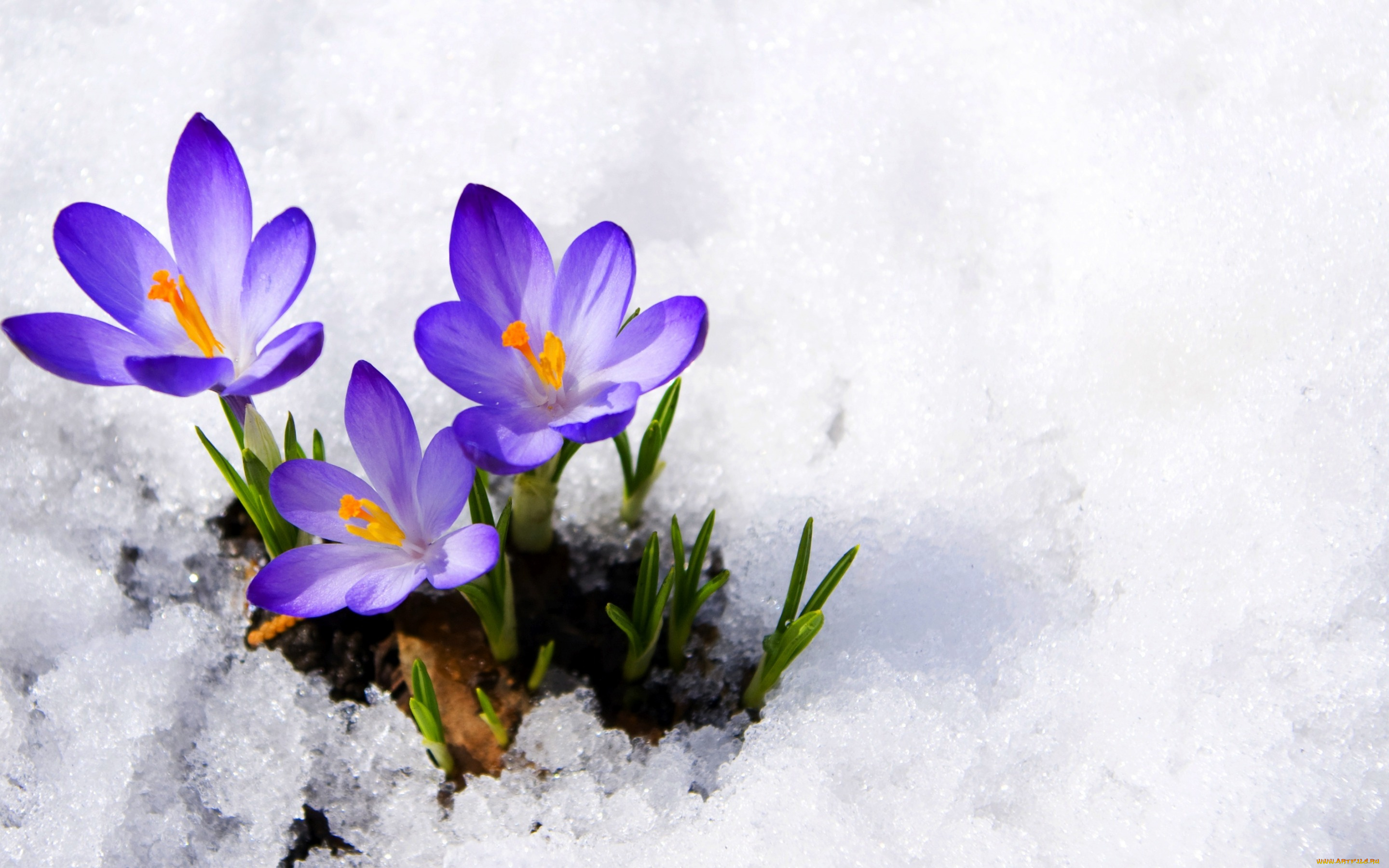 цветы, крокусы, бутоны, фиолетовый, первоцвет, снег, весна, макро, сrocus, violet, primrose, snow, spring, flowers, macro