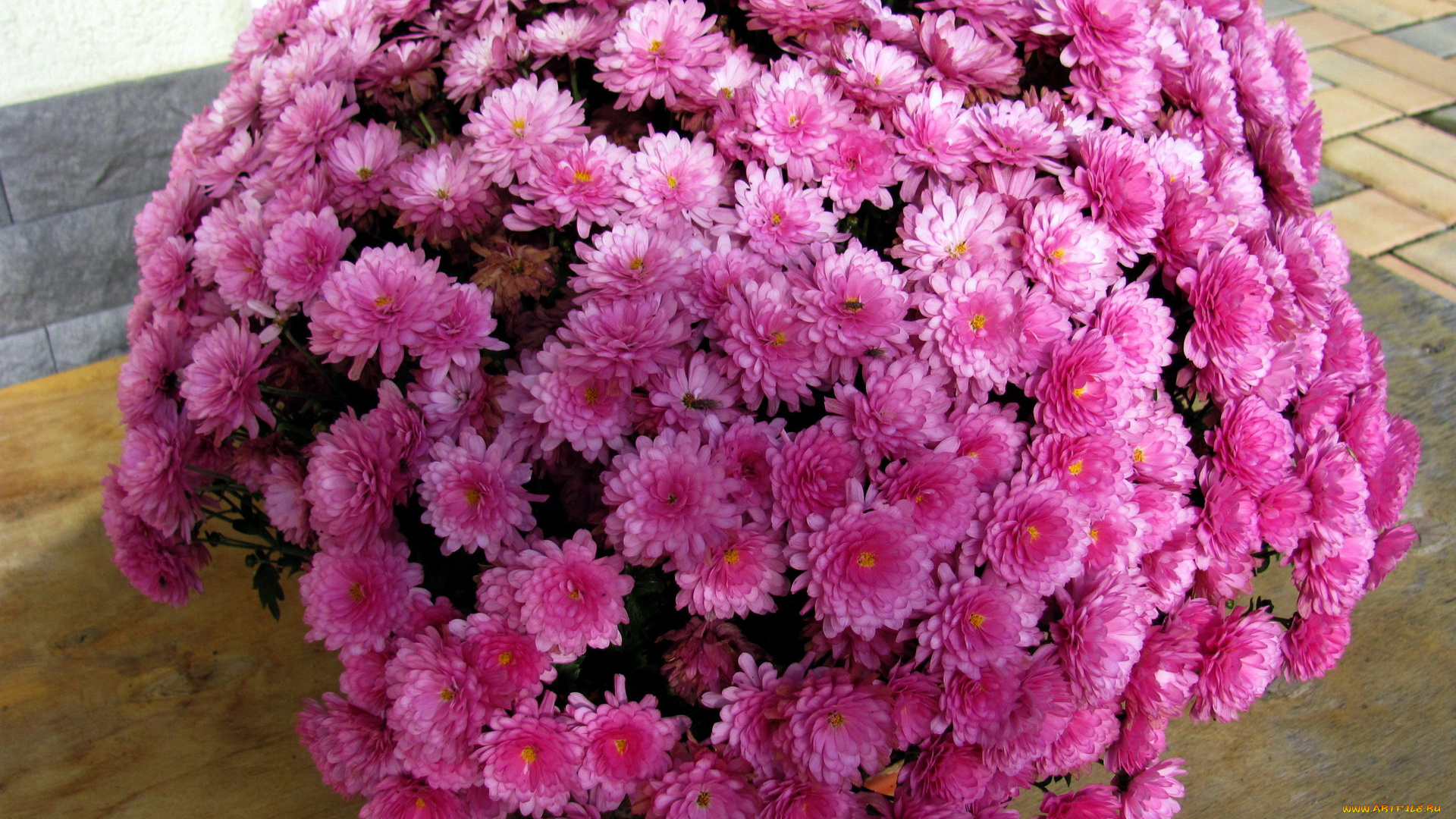 цветы, хризантемы, розовый
