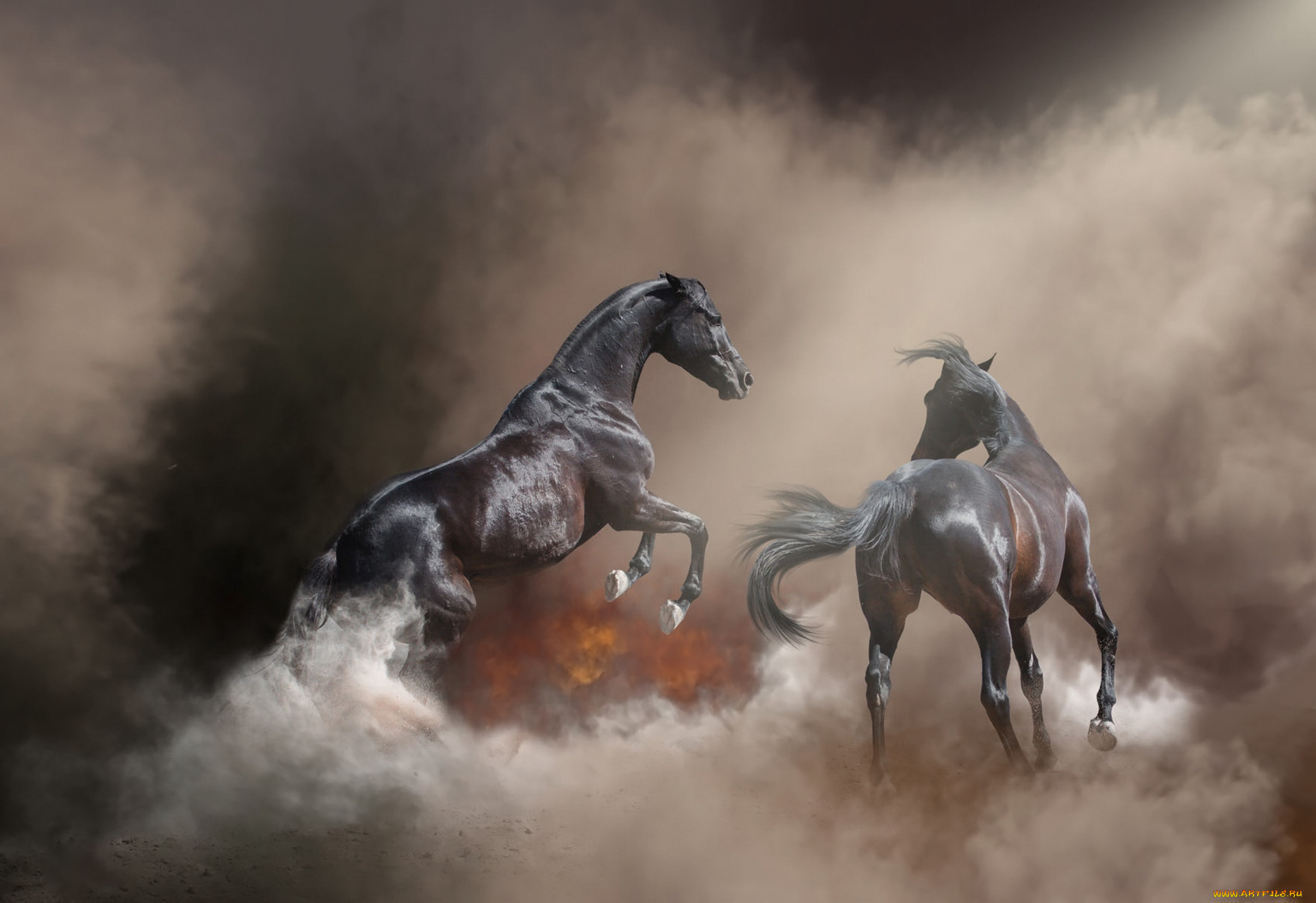 животные, лошади, лошадь, конь, огонь, пожар, фон, туман, поза, природа