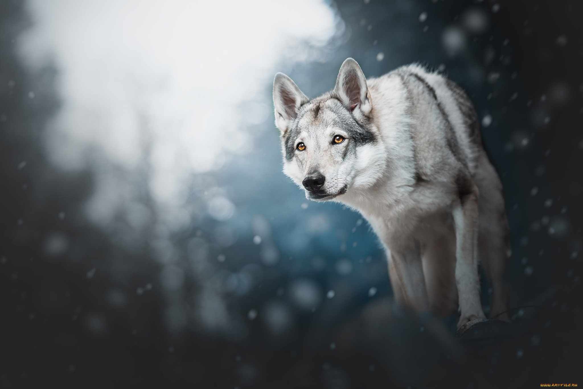 животные, волки, , койоты, , шакалы, лес, зима, поза, природа, снег, свет, морда, взгляд