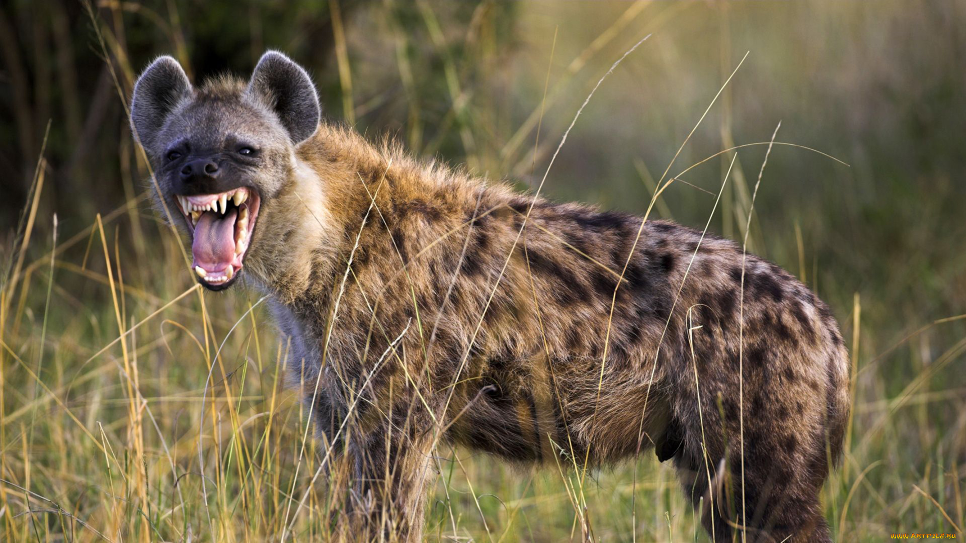 гиена, животные, гиены, , гиеновые, собаки, hyena, гиеновые, хищник, млекопитающее, шерсть, когти, оскал, зубы, африка