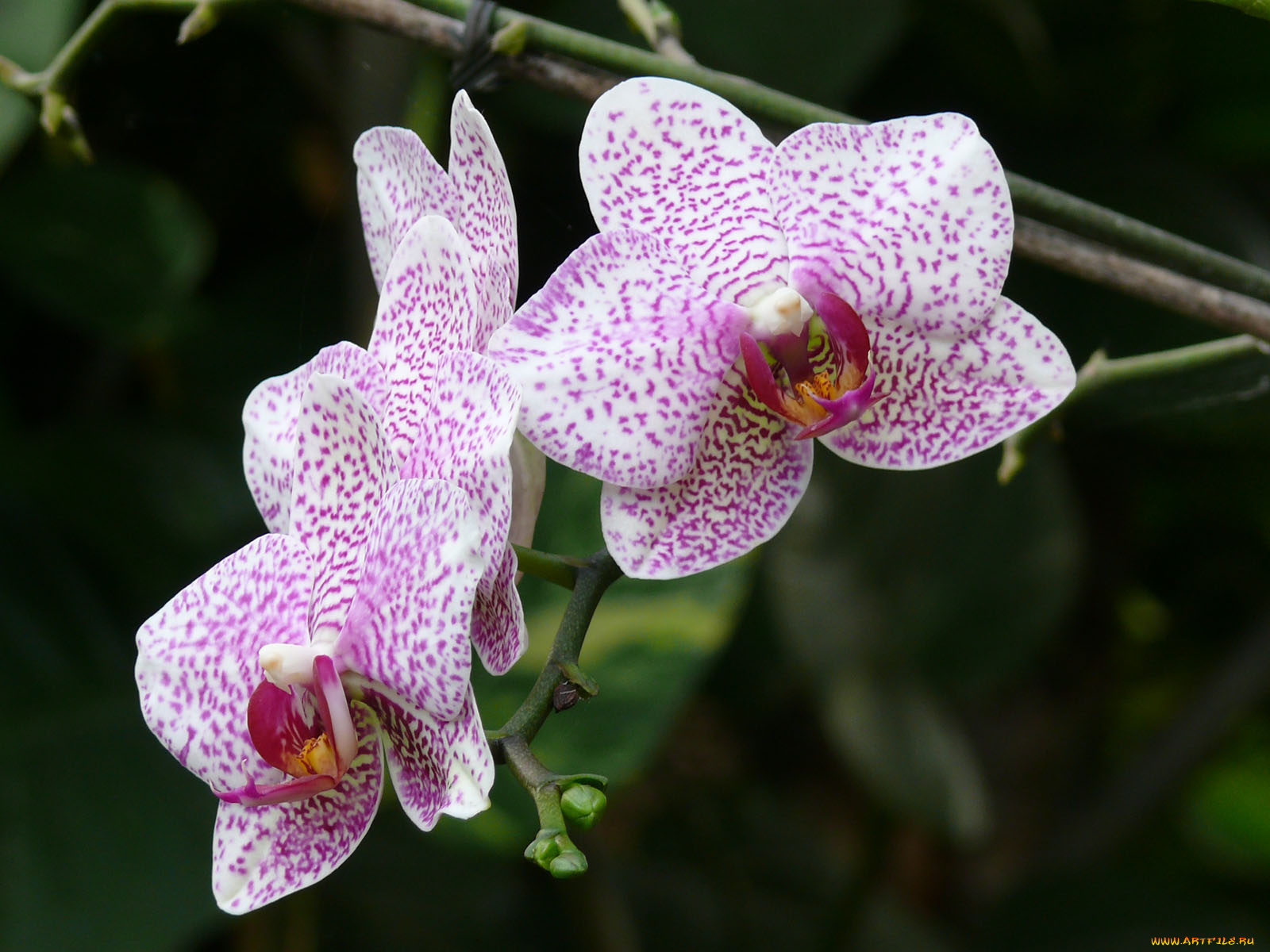 orchad, цветы, орхидеи