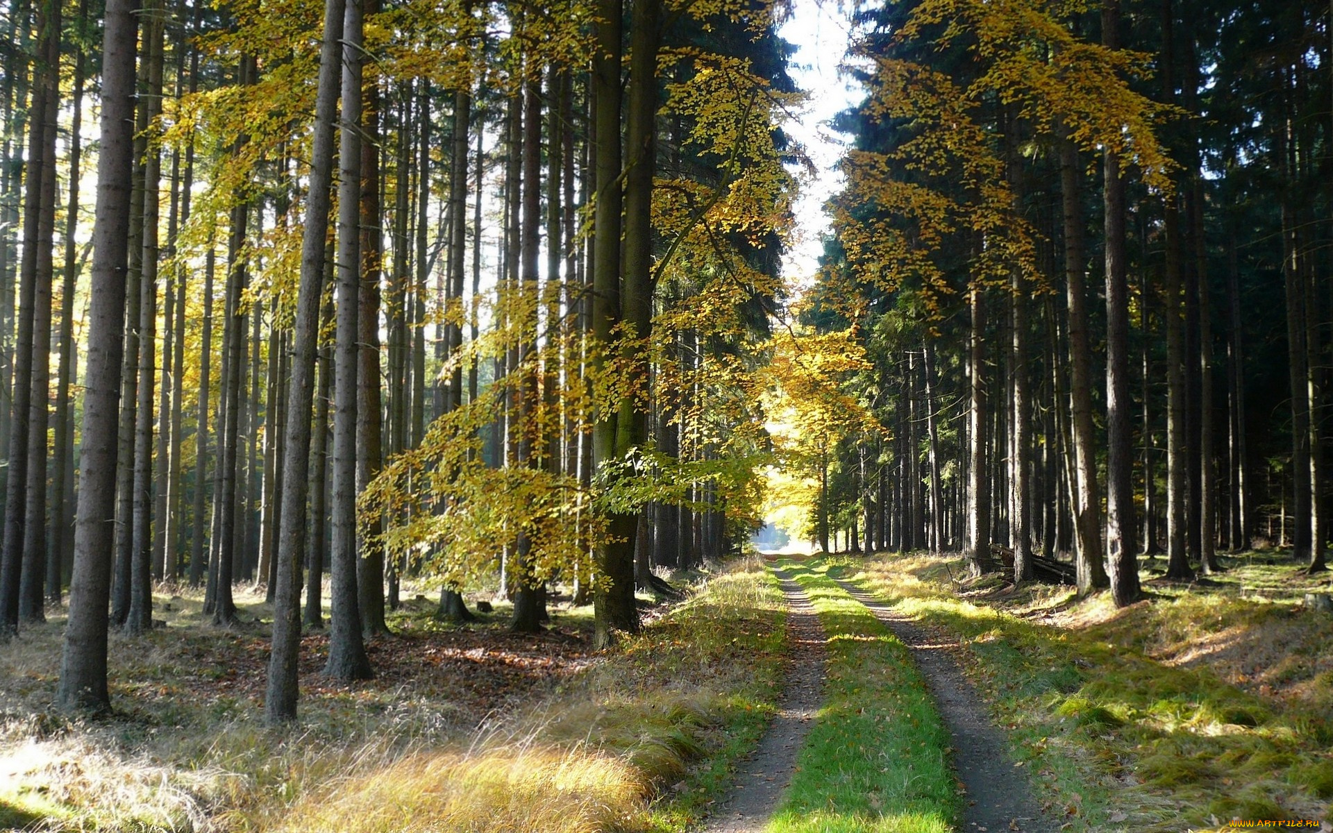природа, дороги, лес, деревья, дорога, осень