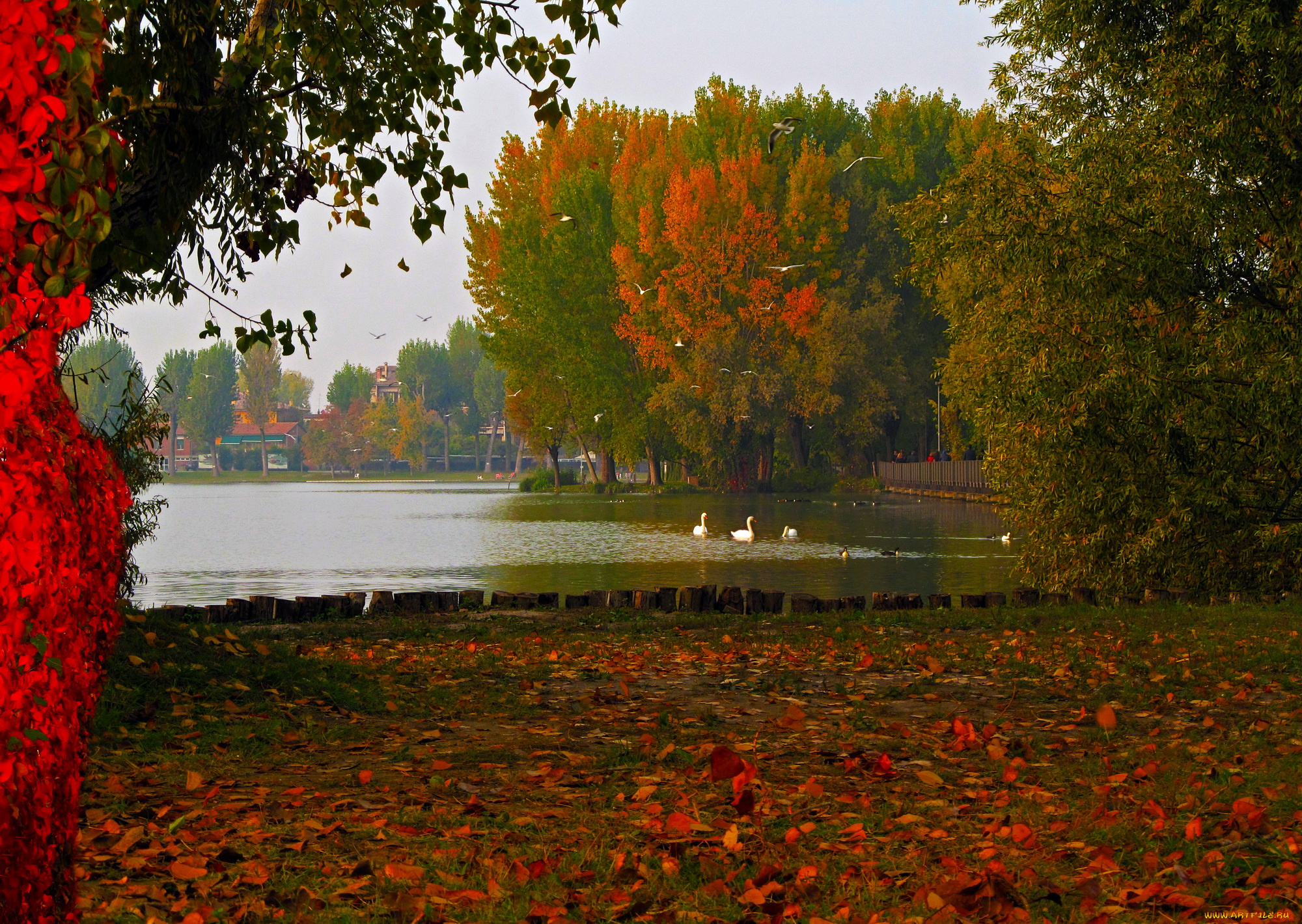 природа, парк, водоем, лебеди, осень, деревья