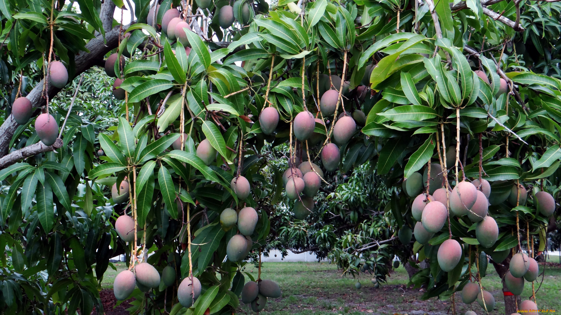 mango, природа, плоды, листья, ветки, манго, дерево