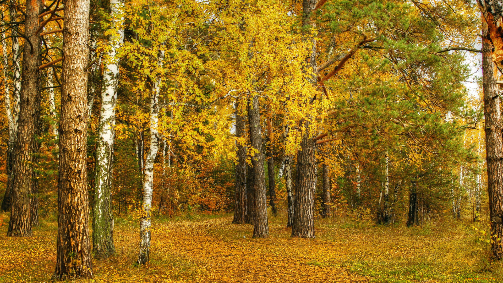 природа, лес, деревья, листва, осень