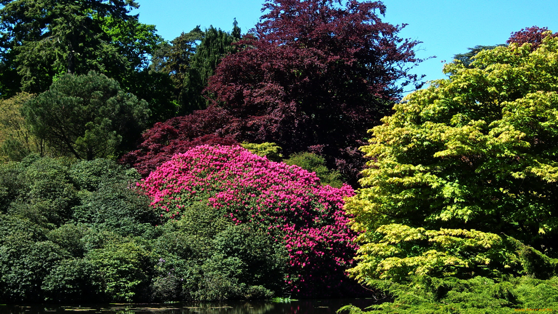 sheffield, park, garden, england, природа, парк, сад, пруд, кусты, англия