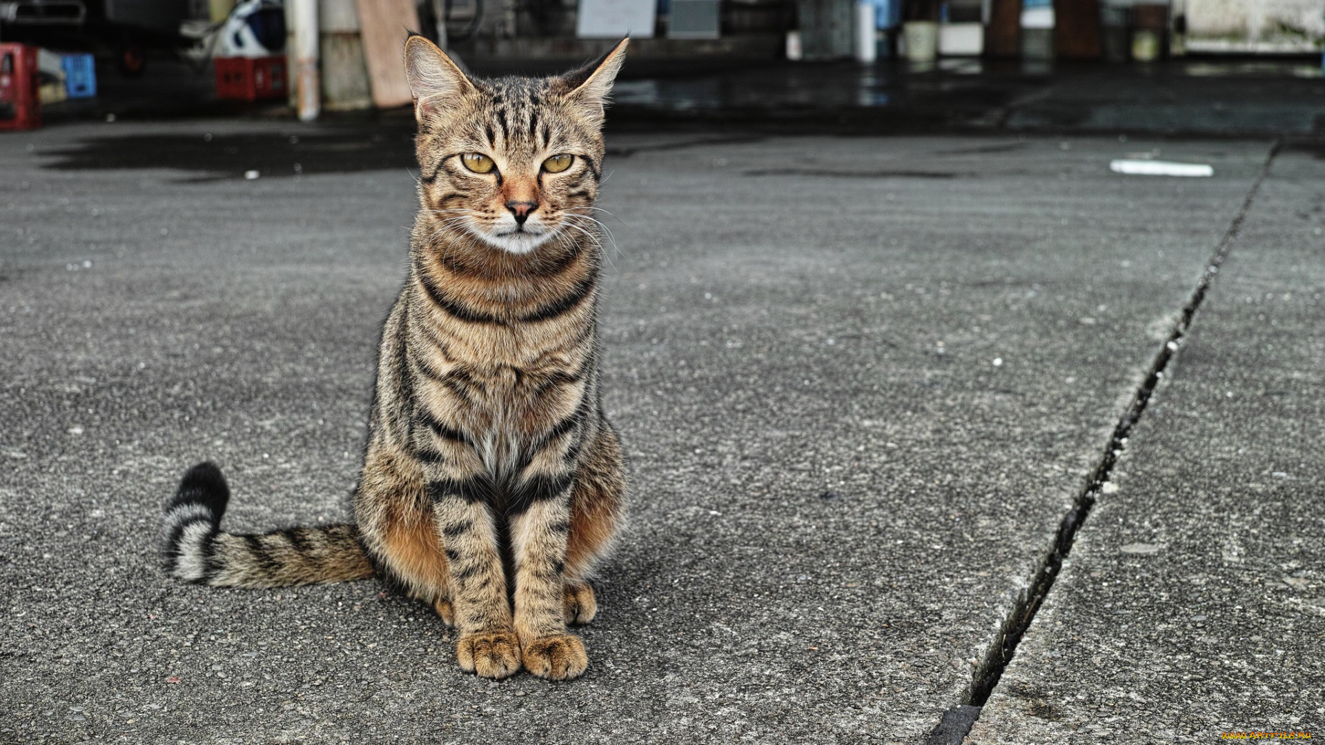 животные, коты, улица, кот