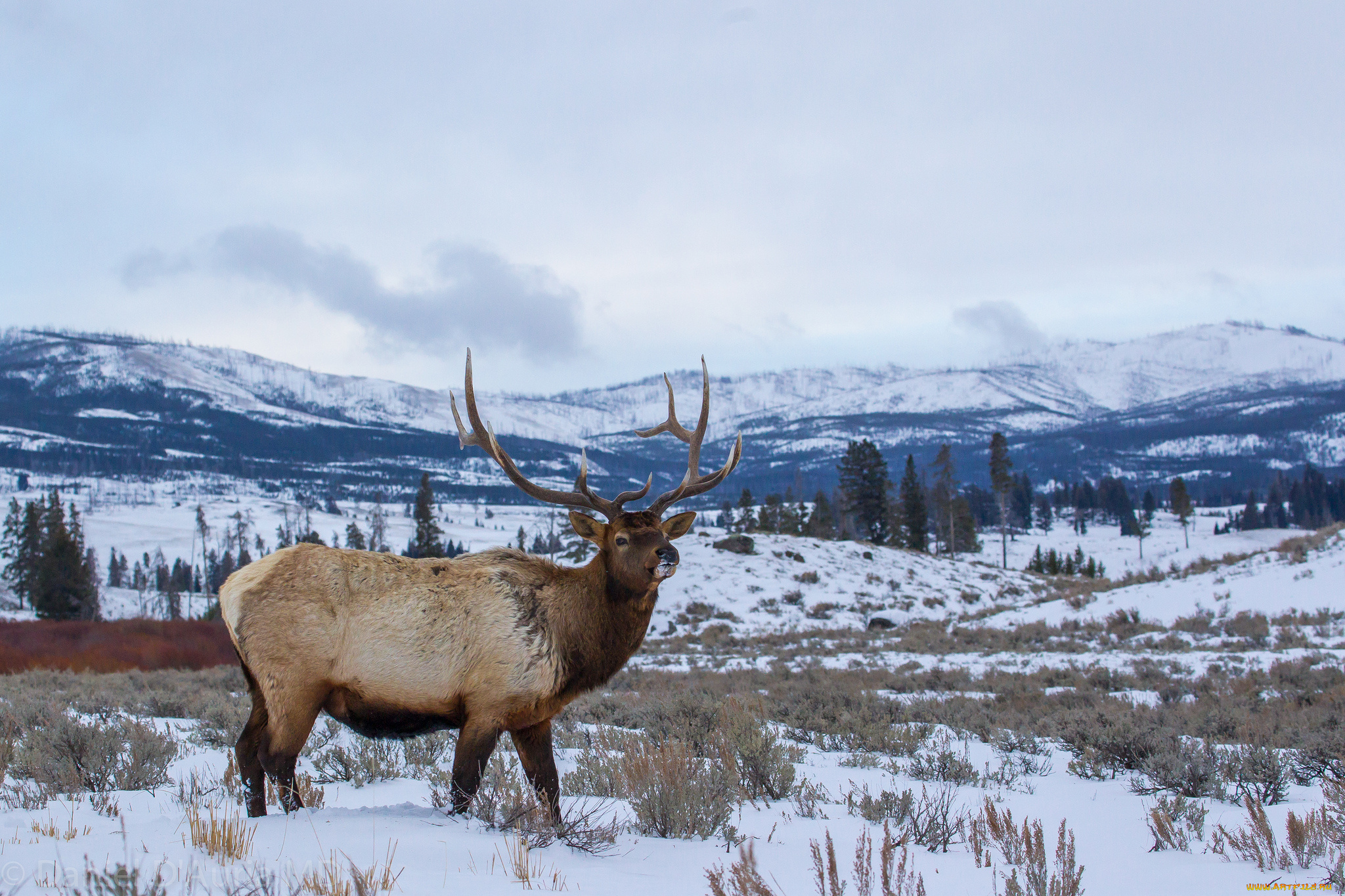 животные, олени, рога, снег