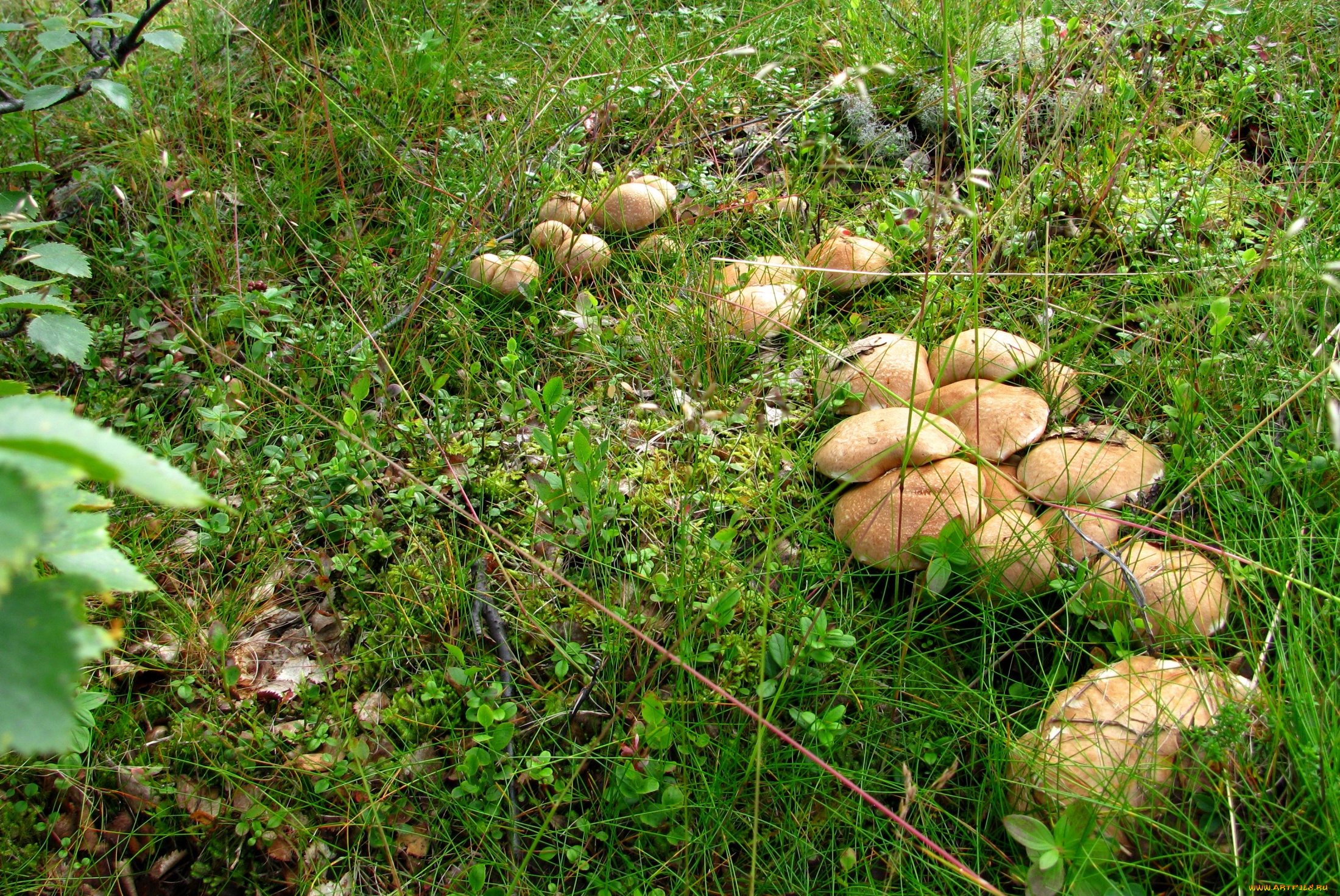 природа, грибы, поляна