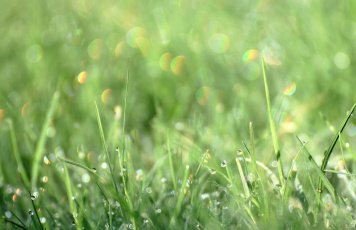 Картинка природа макро роса капли трава блеск