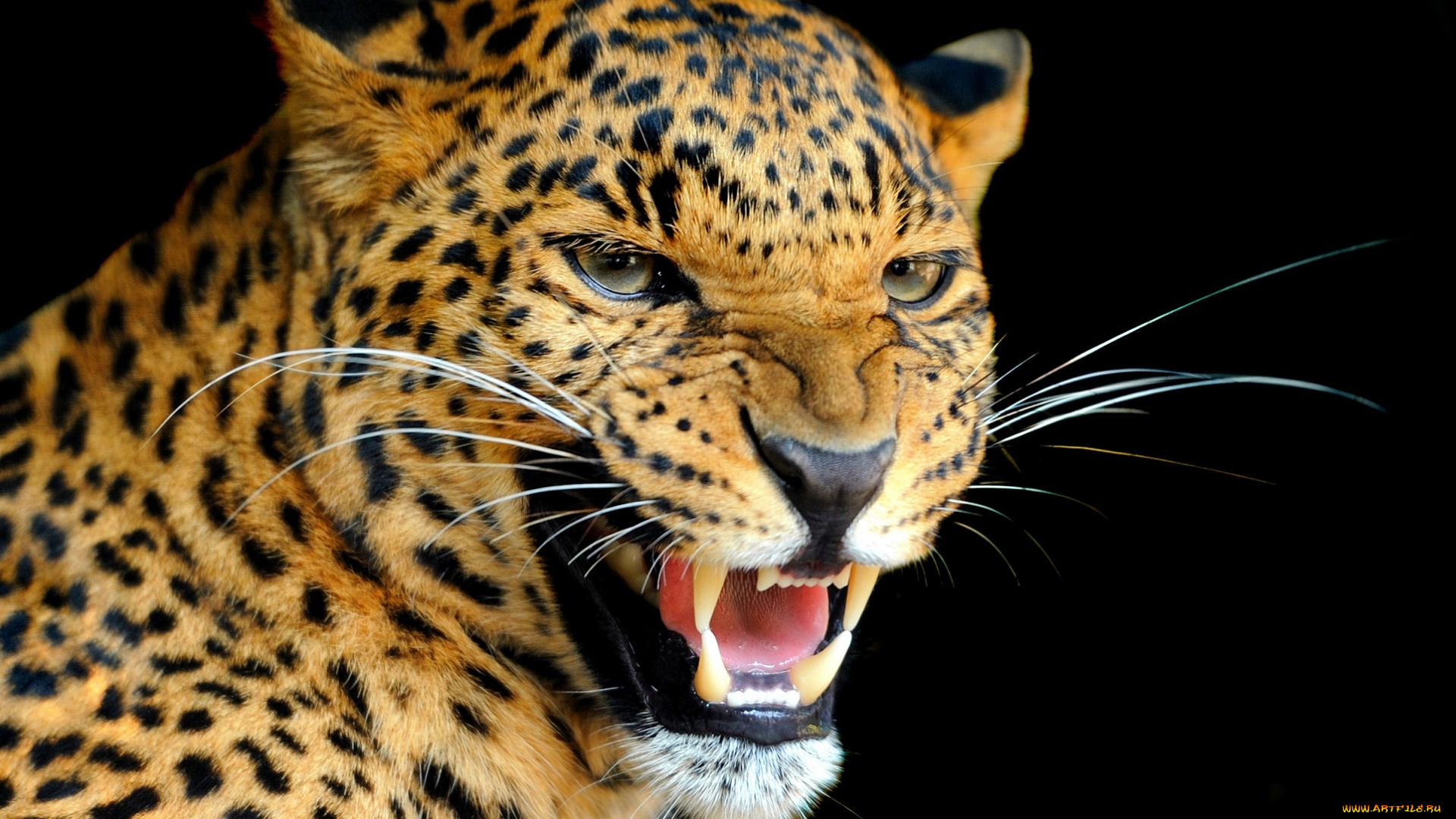 животные, леопарды, взгляд, клыки, рычание, леопард, дикая, кошка