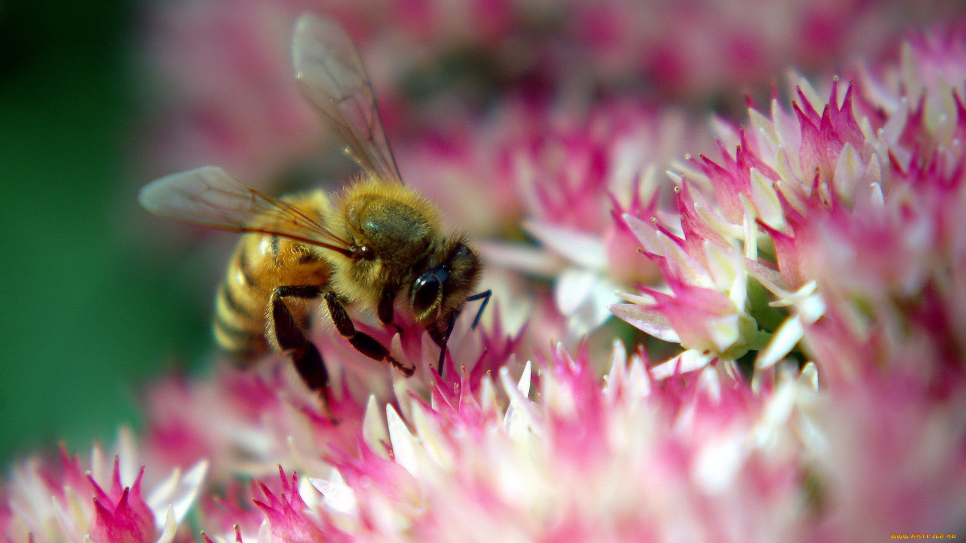 животные, пчелы, , осы, , шмели, цветок, пчела, розовый, нектар