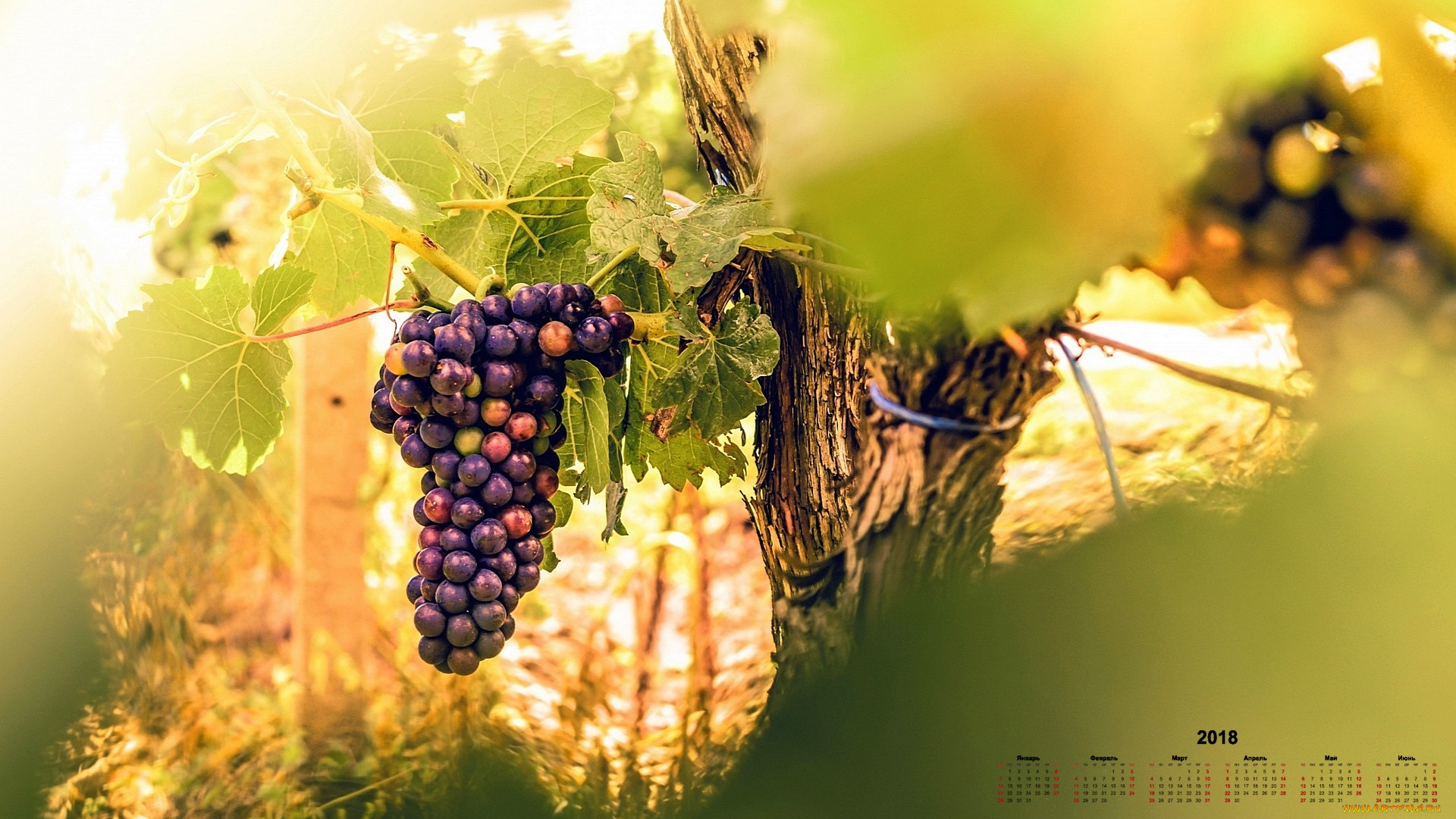 календари, природа, гроздь, виноград, 2018