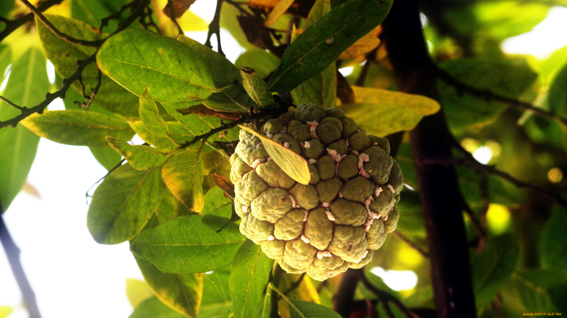 сахарное, яблоко, природа, плоды, sugar-apple-tree, сахарное, яблоко