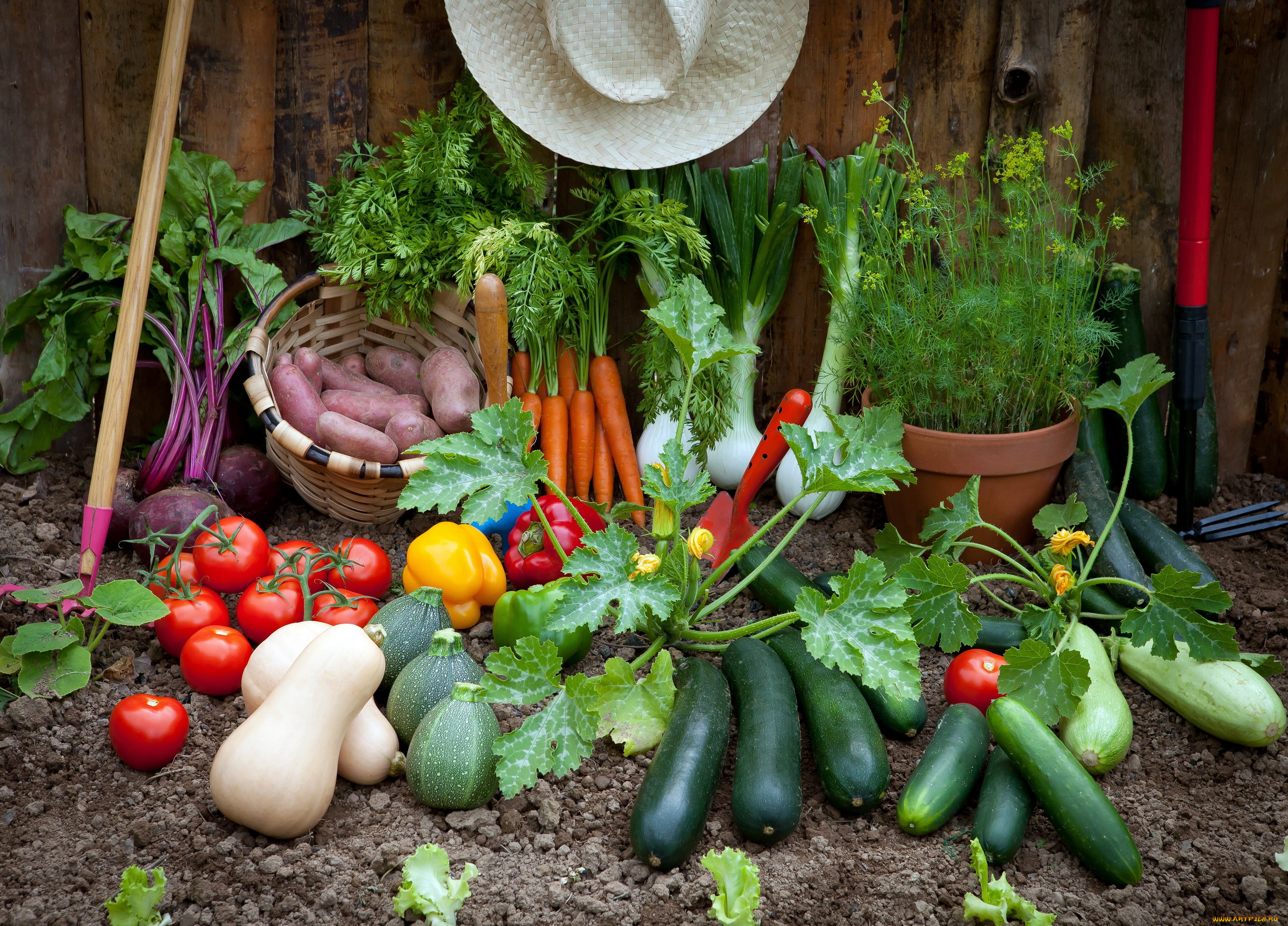 еда, овощи, помидоры, огурцы, свекла, картофель, урожай, укроп, кабачки
