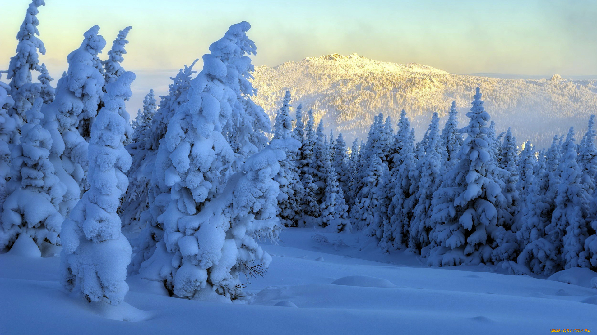 природа, лес, снег, зима, сугробы