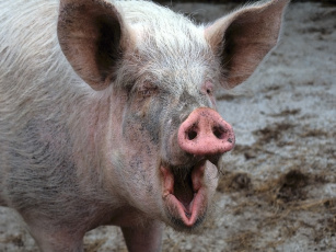 Картинка хрюшка животные свиньи кабаны