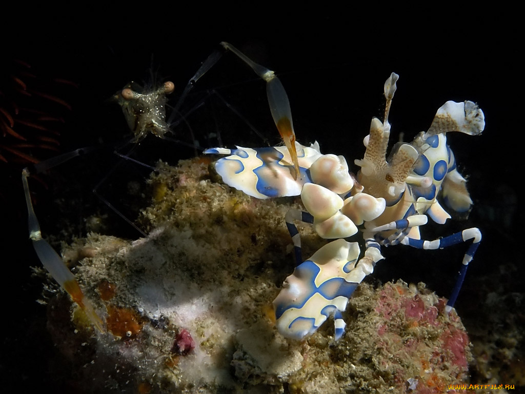 драка, животные, морская, фауна