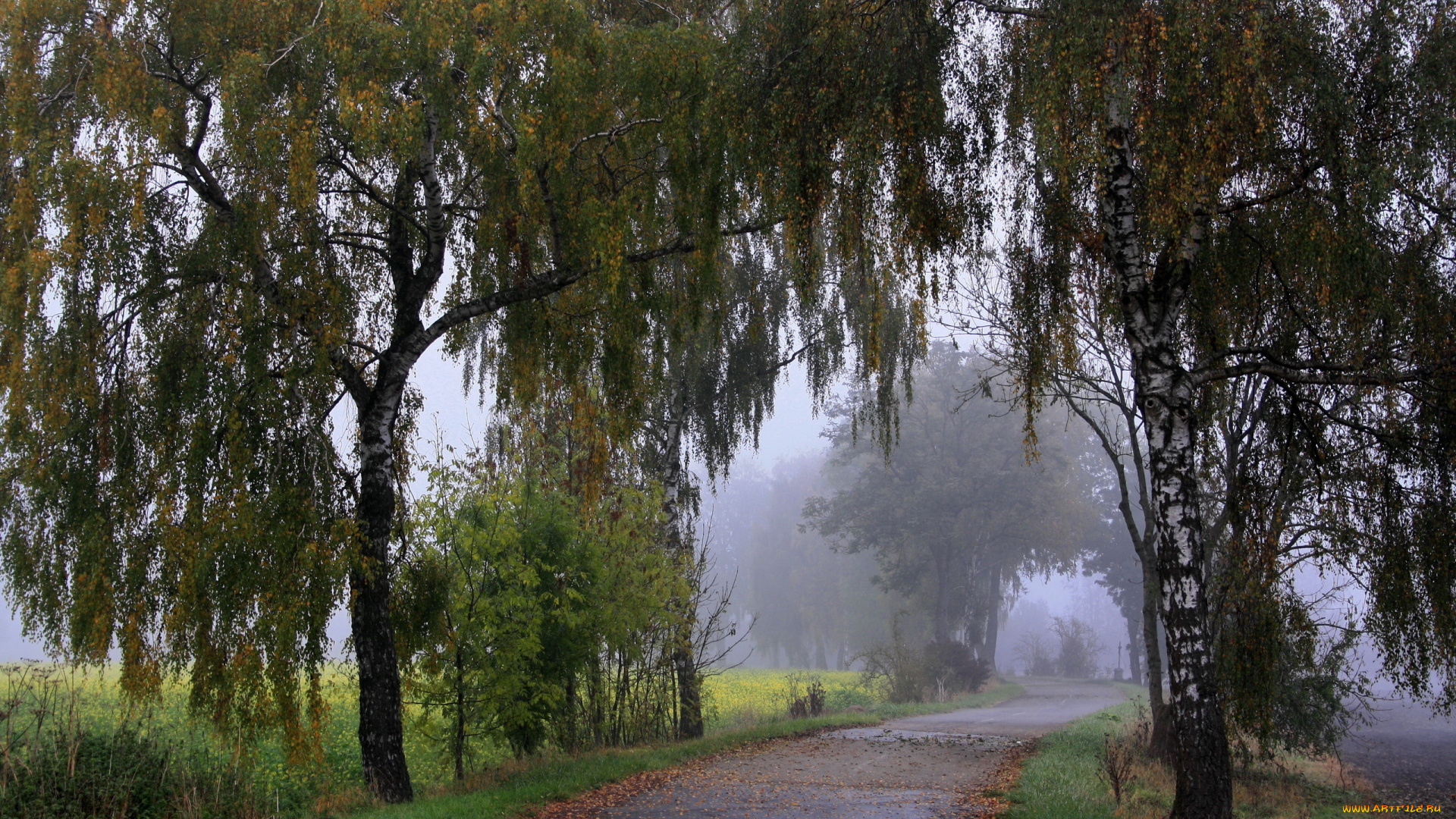 природа, дороги, деревья, туман