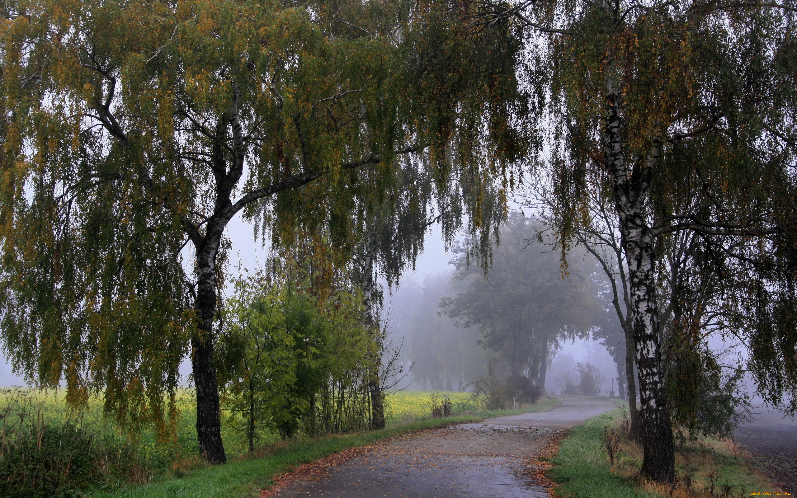 природа, дороги, деревья, туман