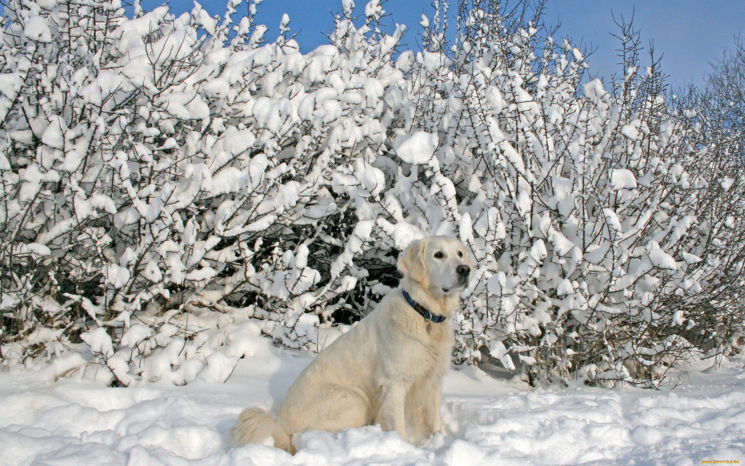 животные, собаки, зима, снег, собака