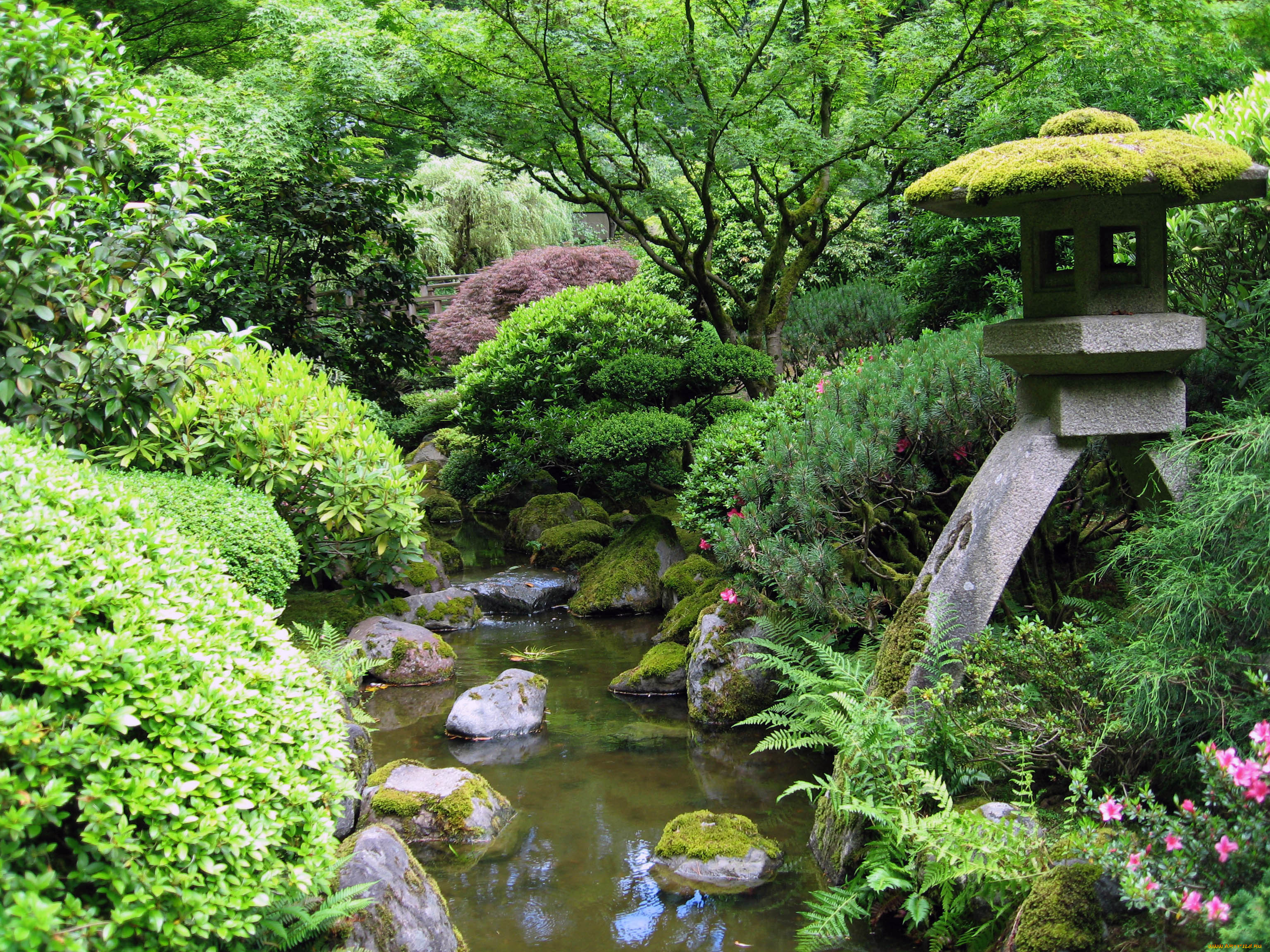 природа, парк, Япония