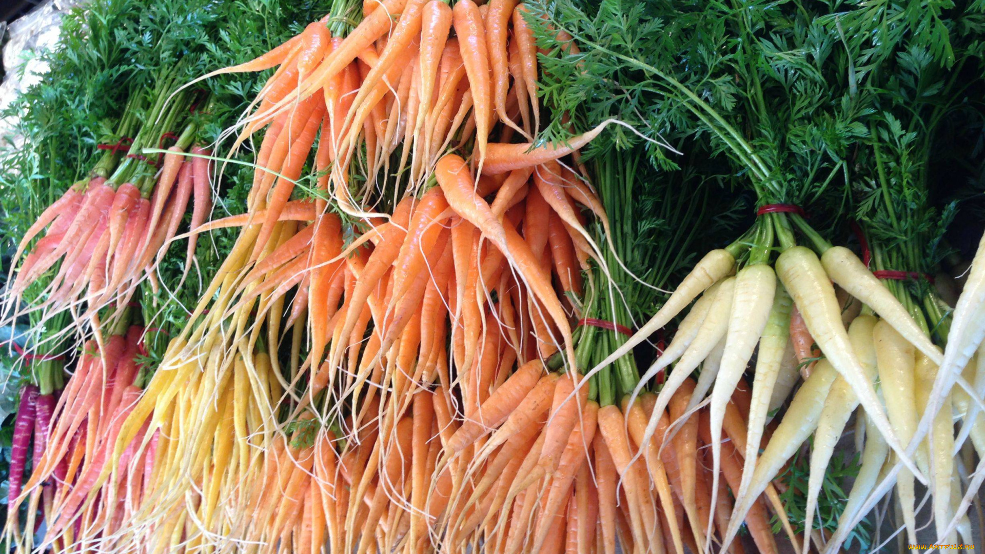 еда, морковь, разноцветная, пучки