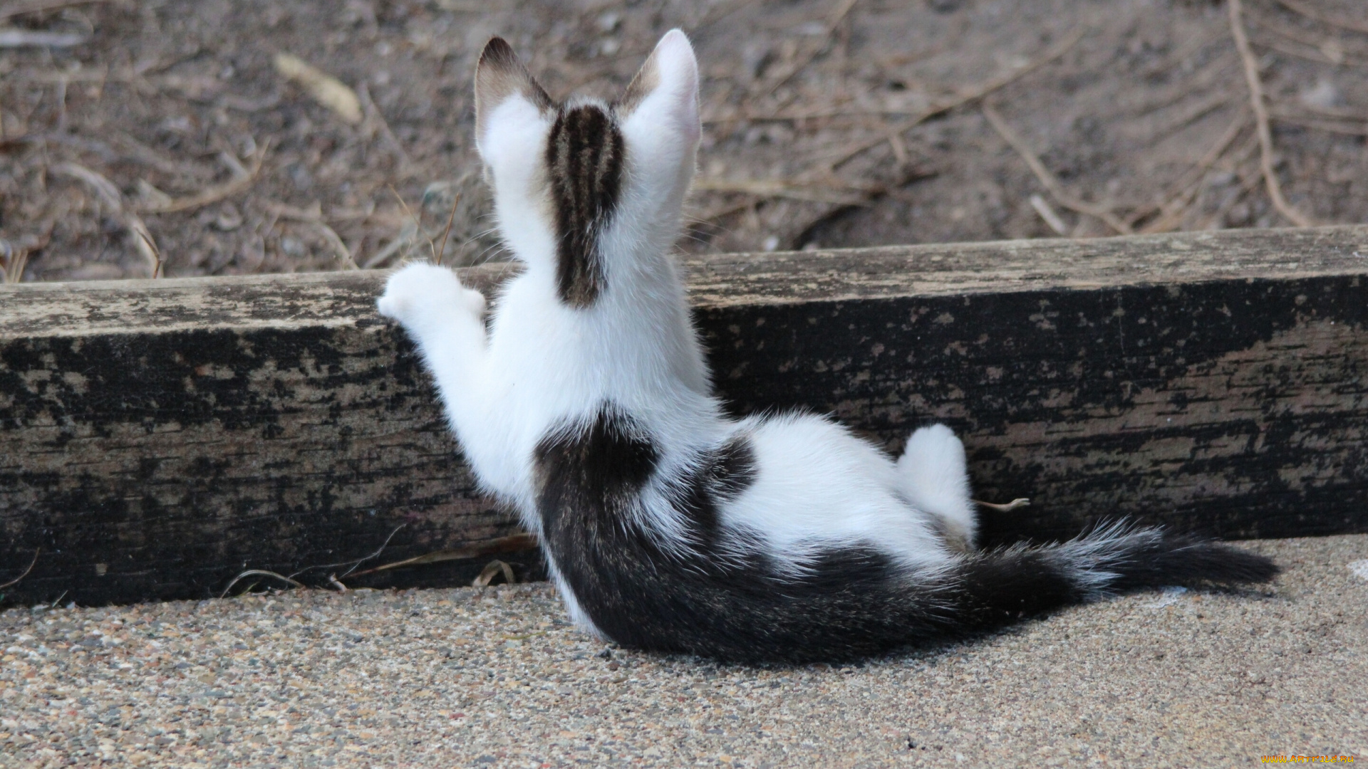 животные, коты, котёнок