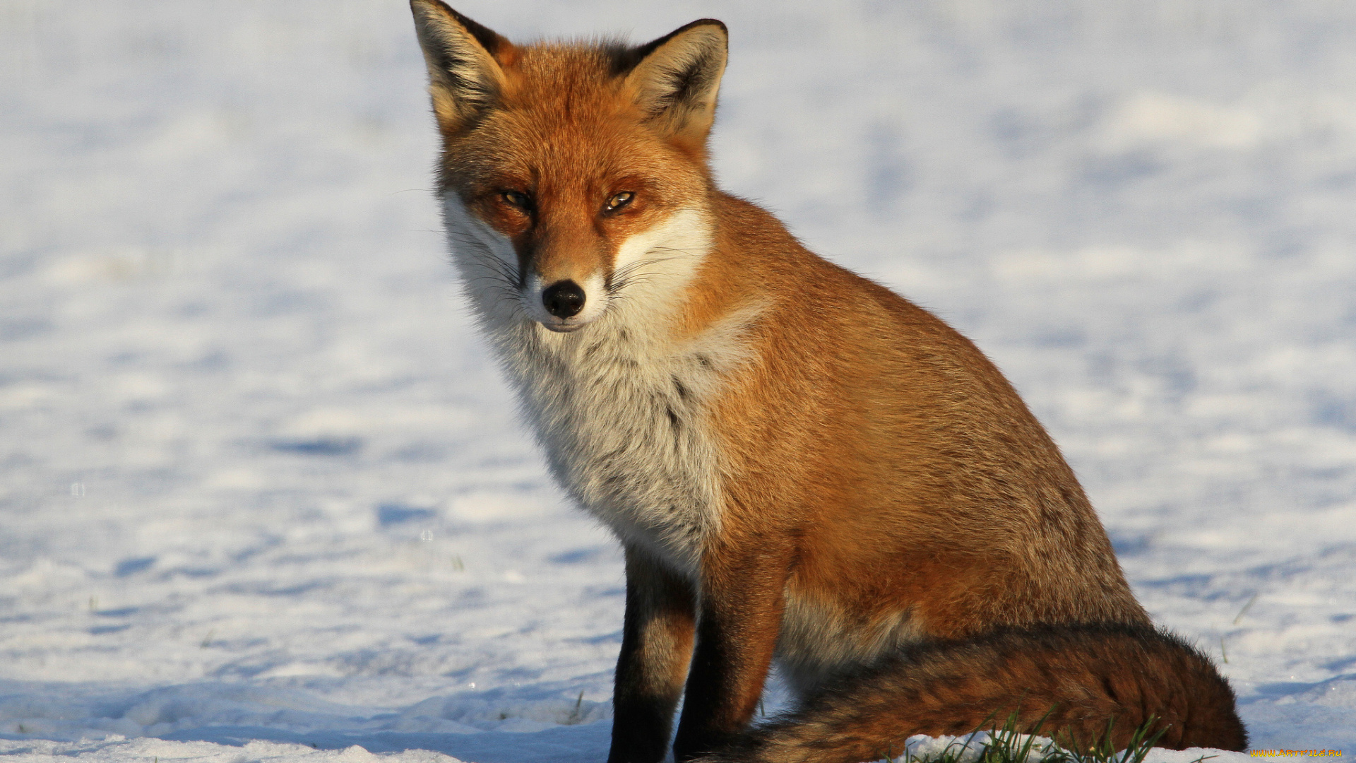 животные, лисы, лисичка, поле, снег