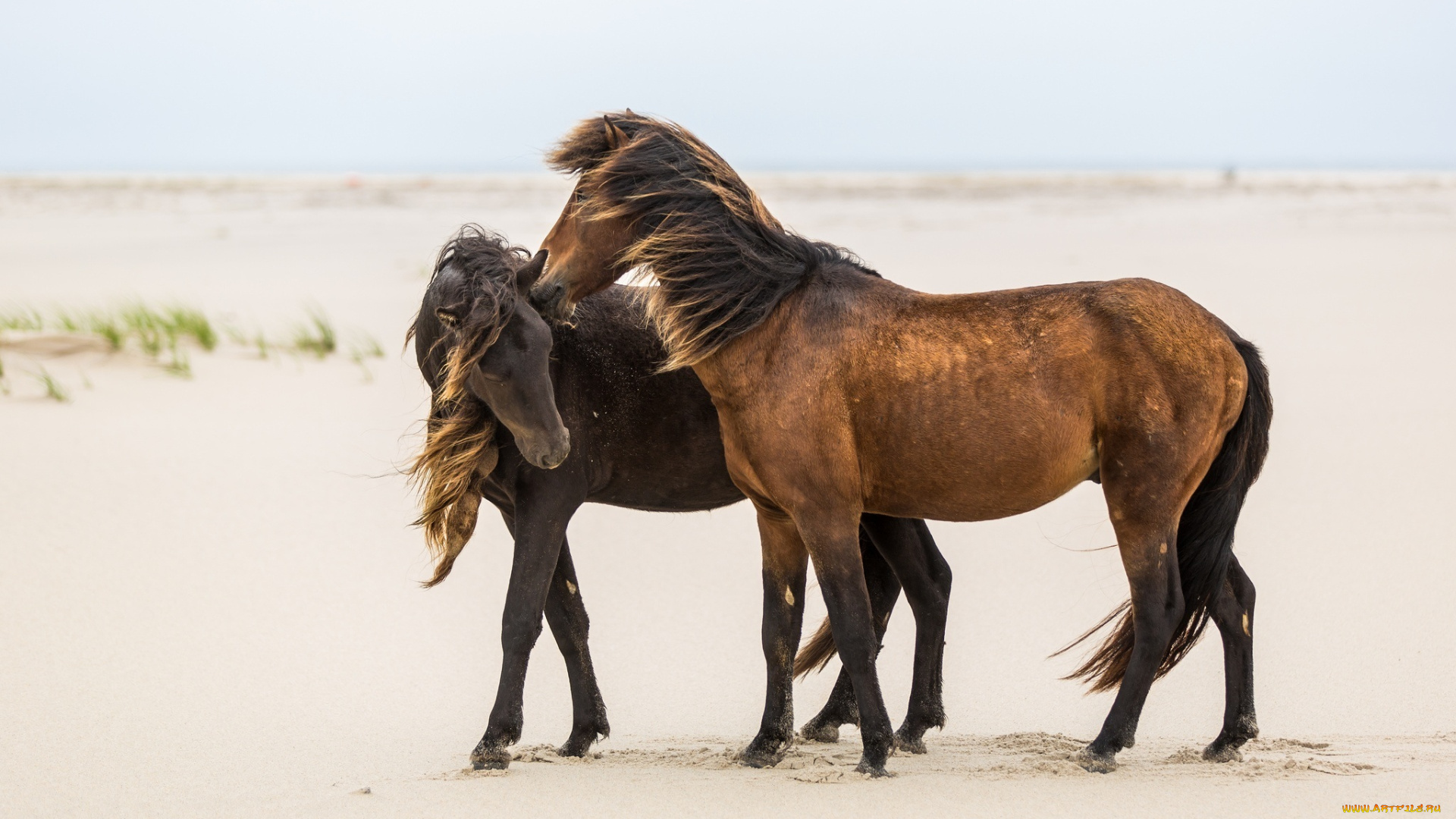 животные, лошади, ветер, грива, дружба, ласка, пара, кони, песок