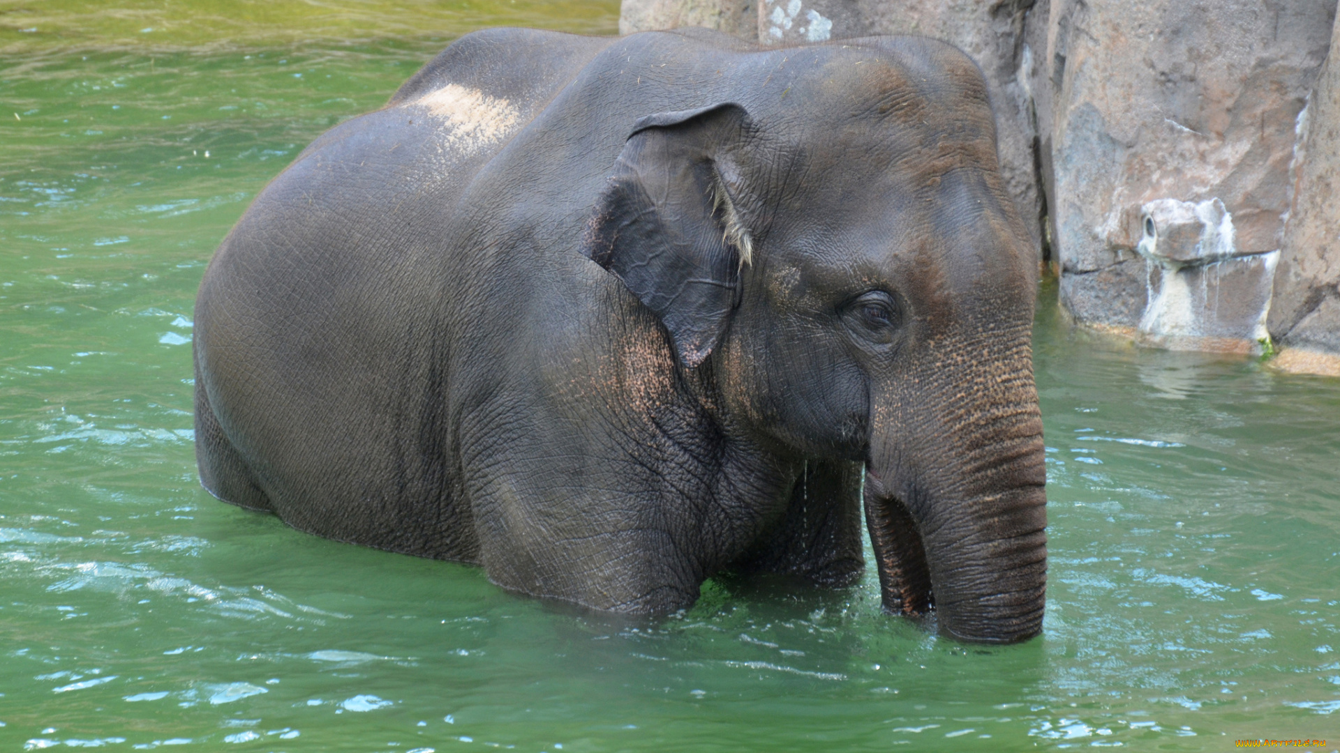 животные, слоны, купание, слон, река
