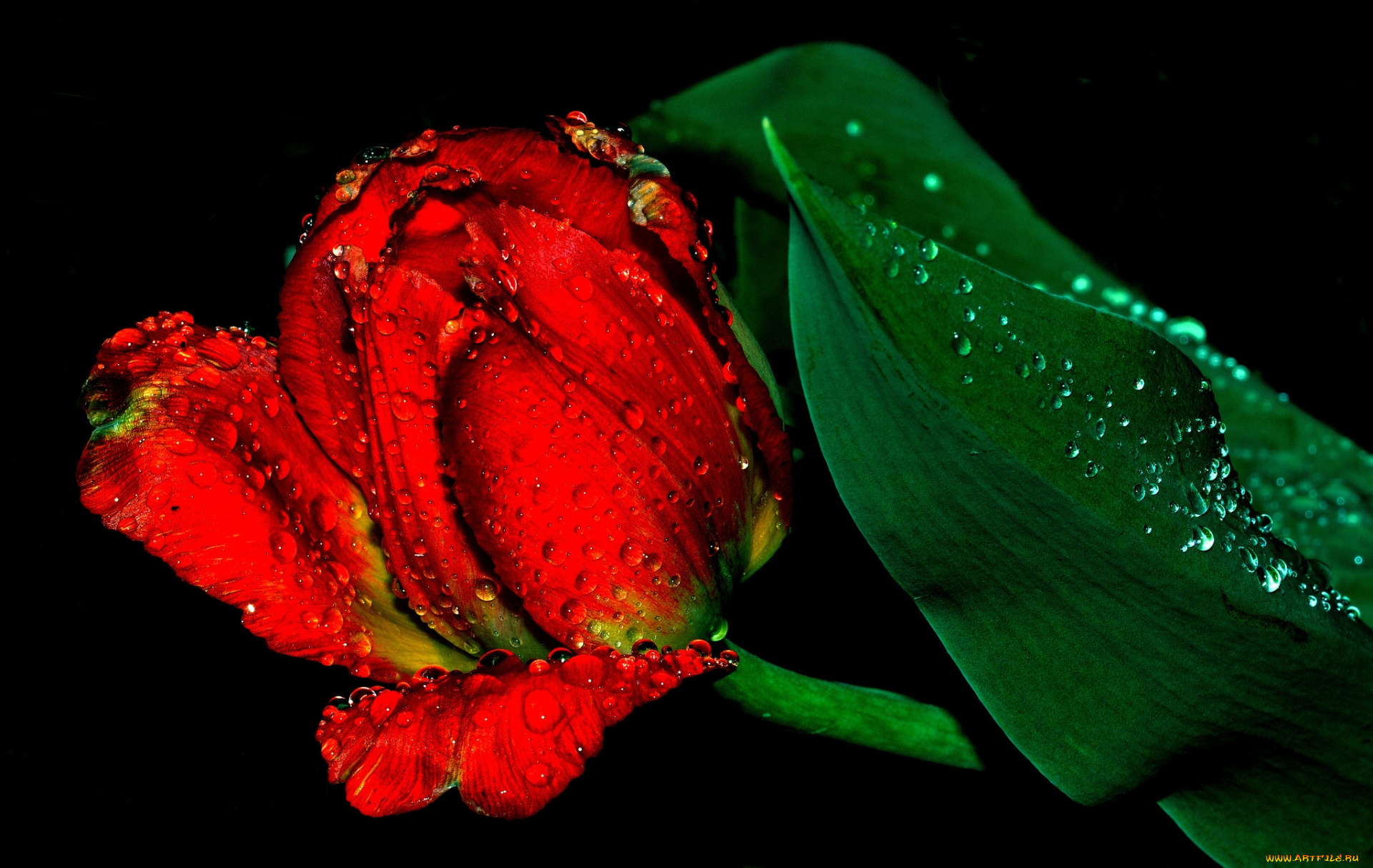 цветы, тюльпаны, красный, тюльпан