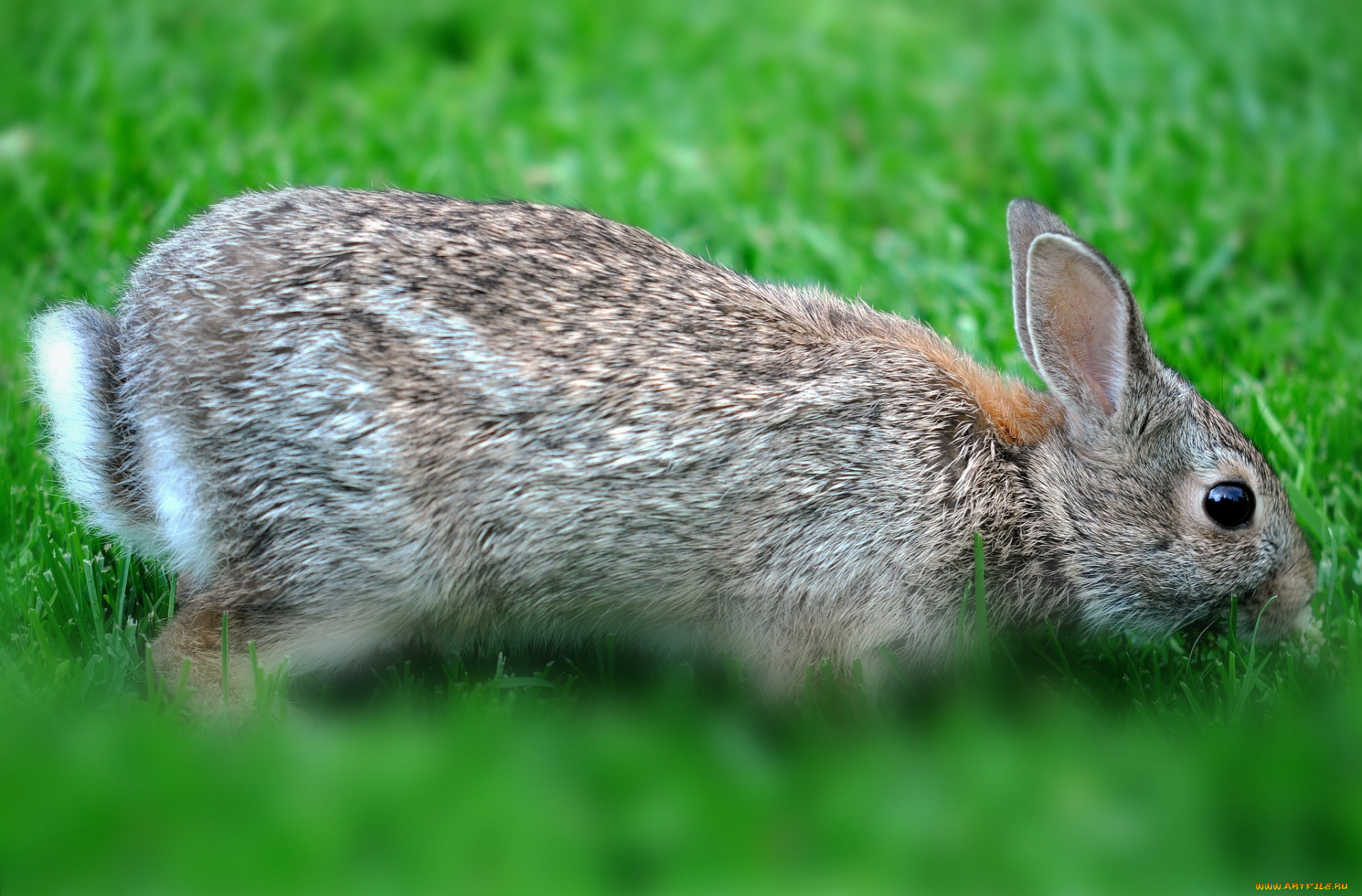 животные, кролики, , зайцы, трава, кролик