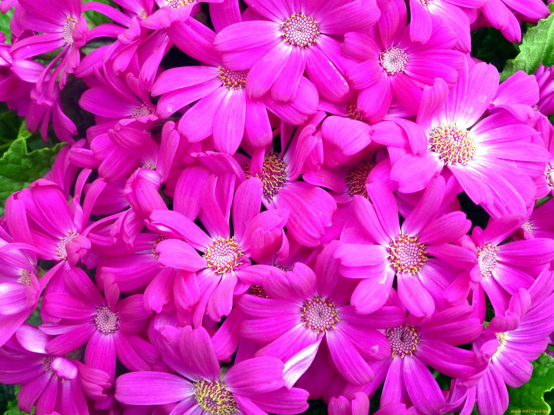 цветы, цинерария, розовый
