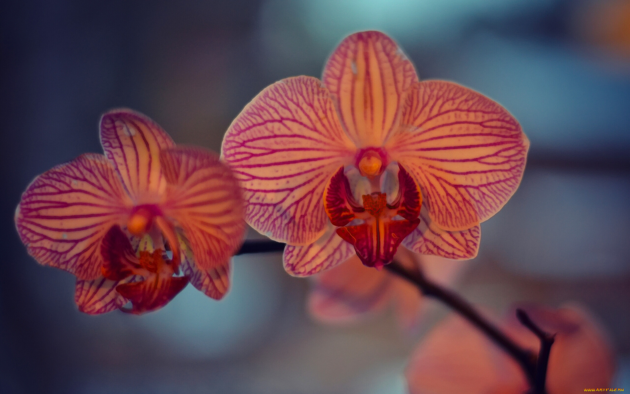 цветы, орхидеи, экзотика, орхидея, макро