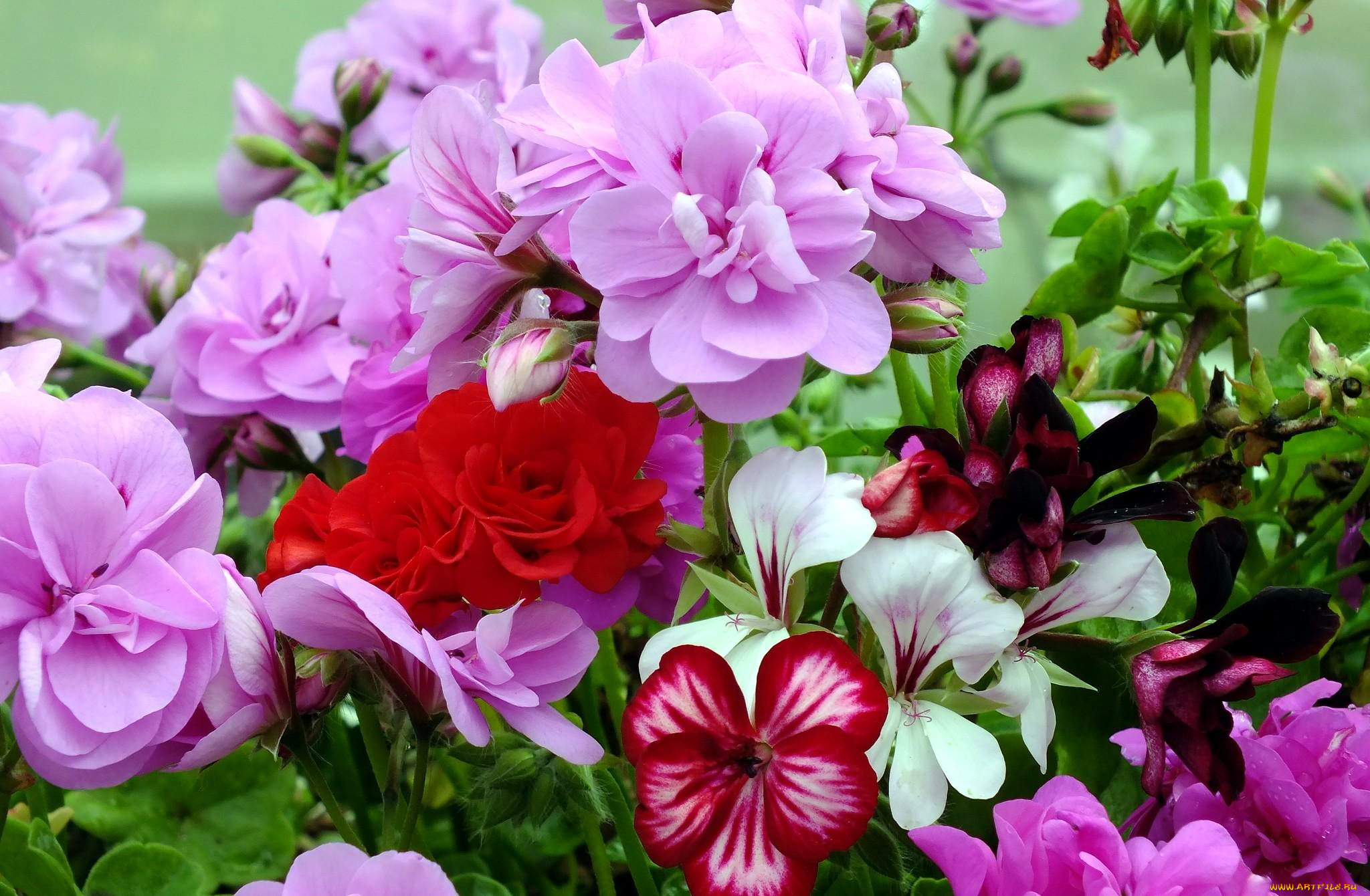 цветы, герань, пестрый, красный, розовый