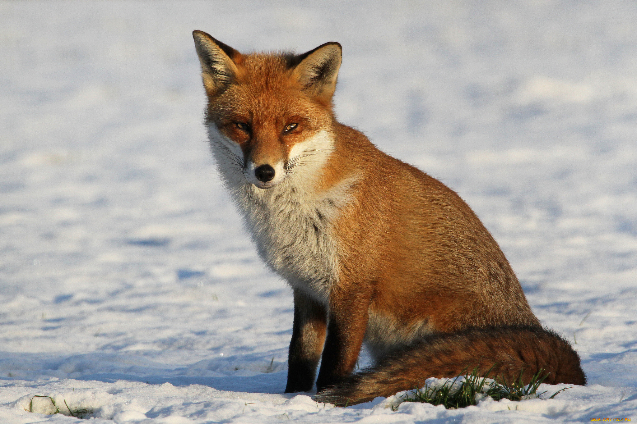 животные, лисы, лисичка, поле, снег