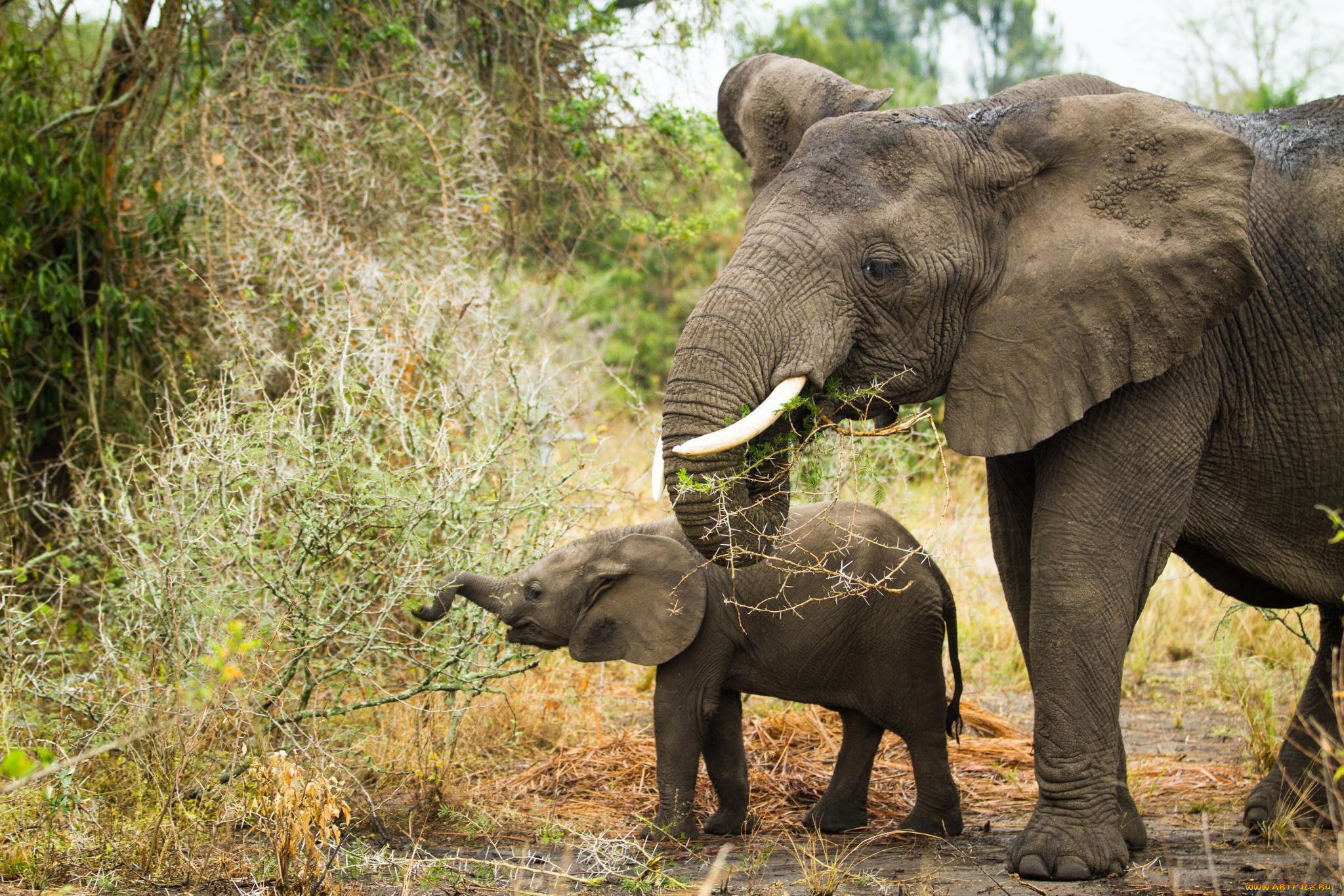 животные, слоны, малыш, слониха, джунгли