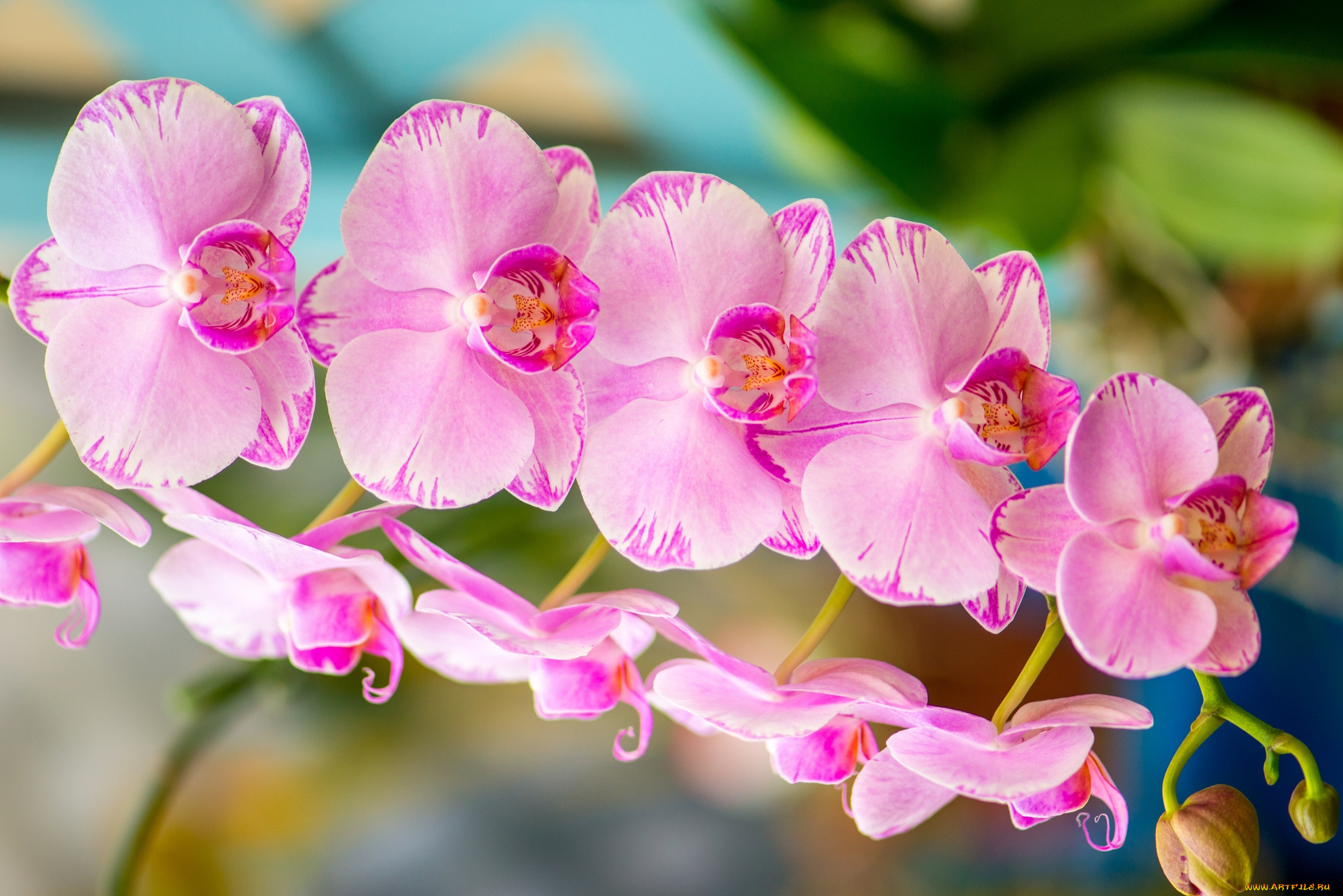 природа цветы орхидеи крупный план загрузить