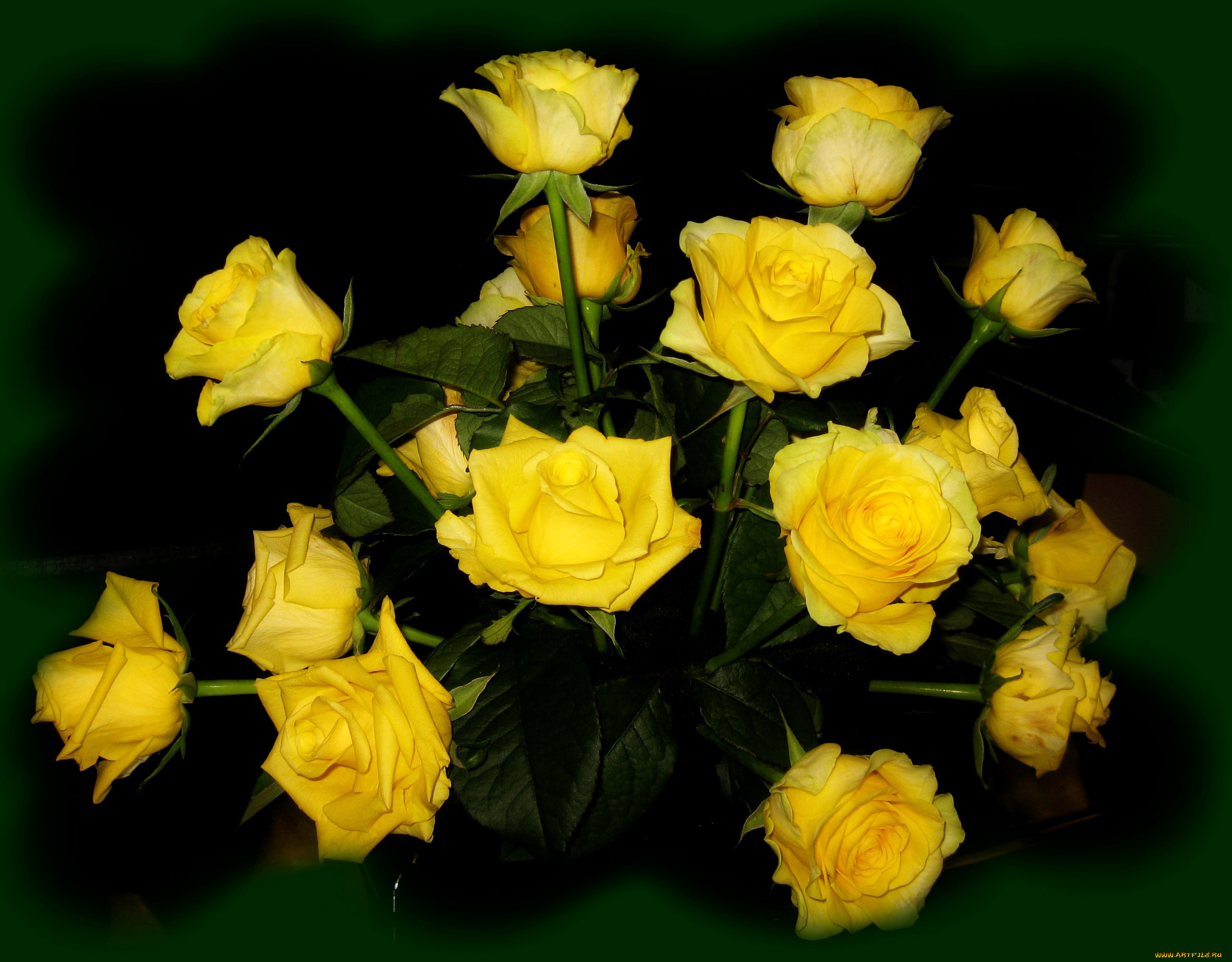 цветы, розы, желтые, букет