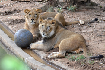 обоя животные, львы, бассейн
