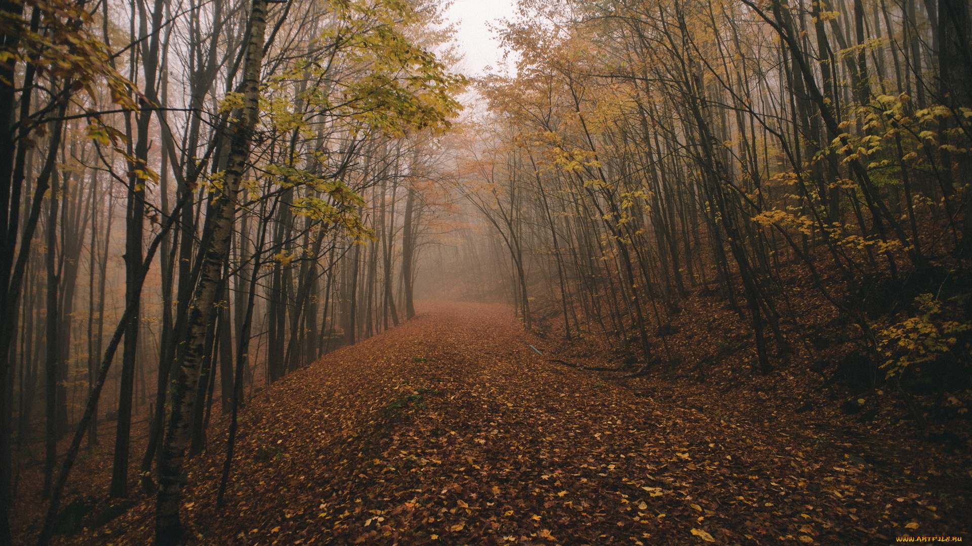 природа, дороги, fog, chasingfog, forest, fall