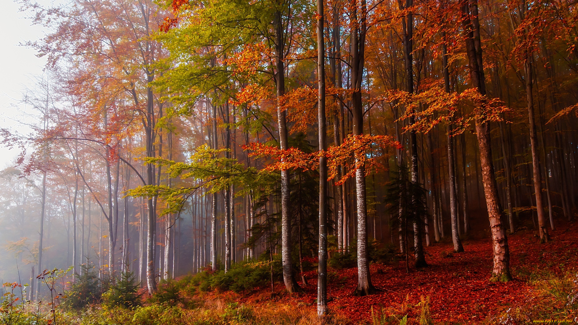 природа, лес, деревья, осень
