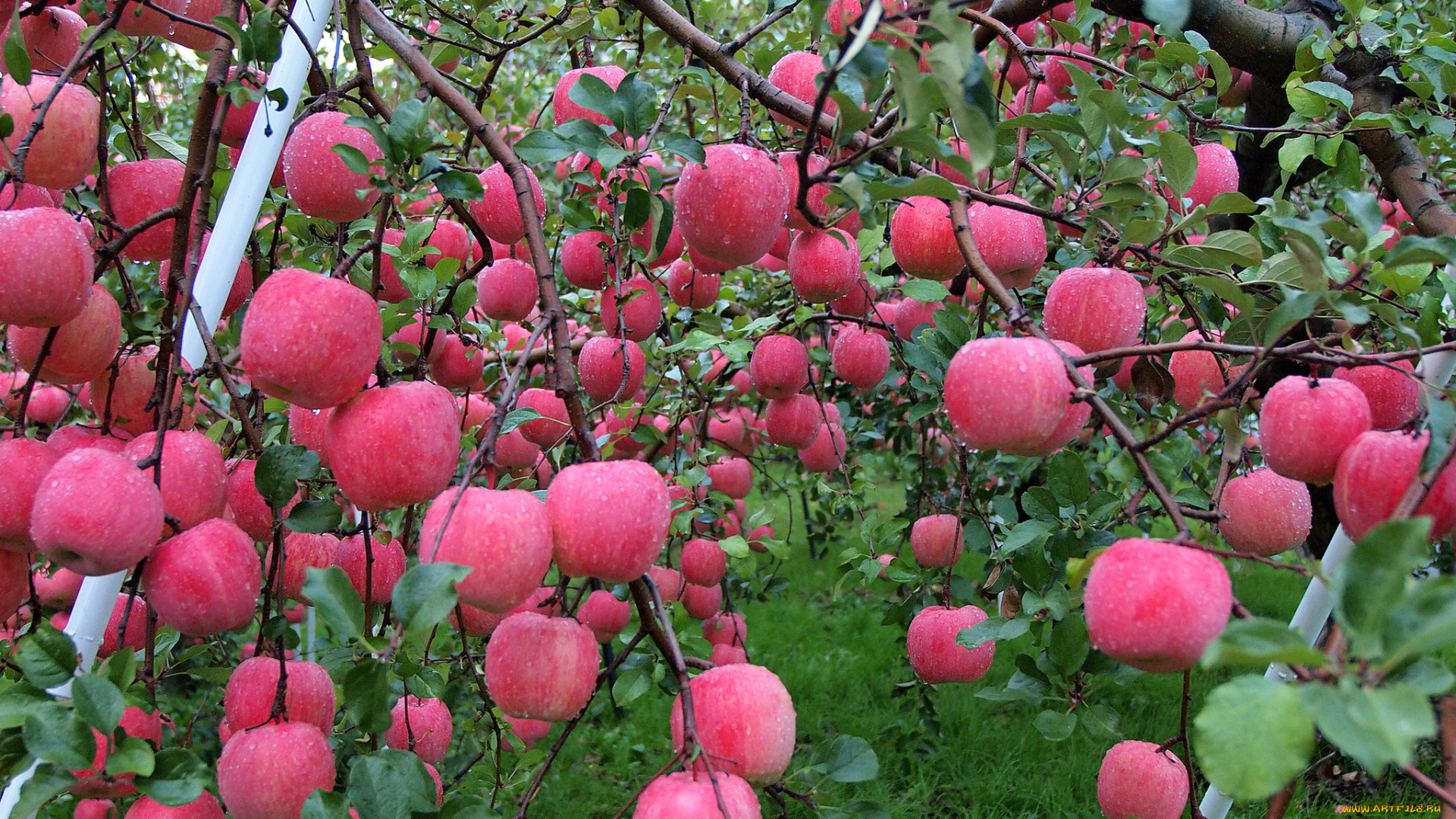 природа, плоды, роса, вода, осень, капли, яблоки, сад, урожай