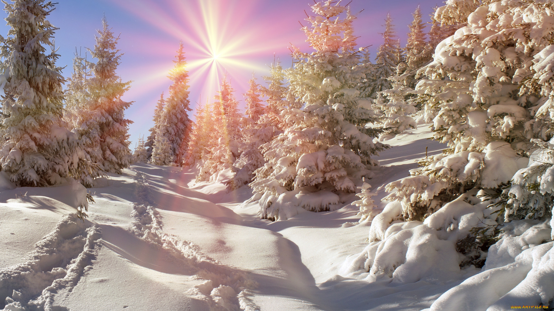 природа, зима, елка, лес, nature, snow, winter, солнце, снег