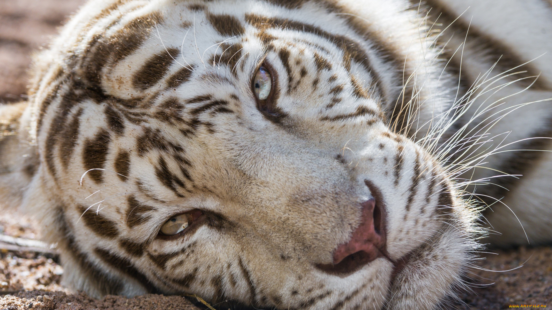 ©tambako, the, jaguar, животные, тигры, кошка, белый, тигр, взгляд, морда