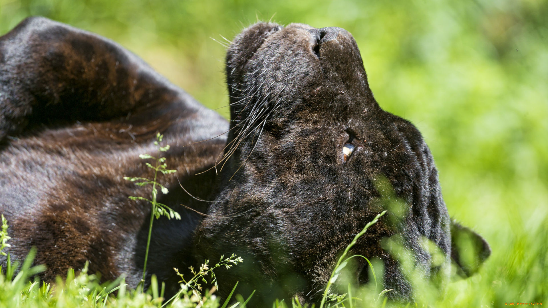 ©tambako, the, jaguar, животные, Ягуары, трава, морда, солнце, профиль, кошка, черный, ягуар