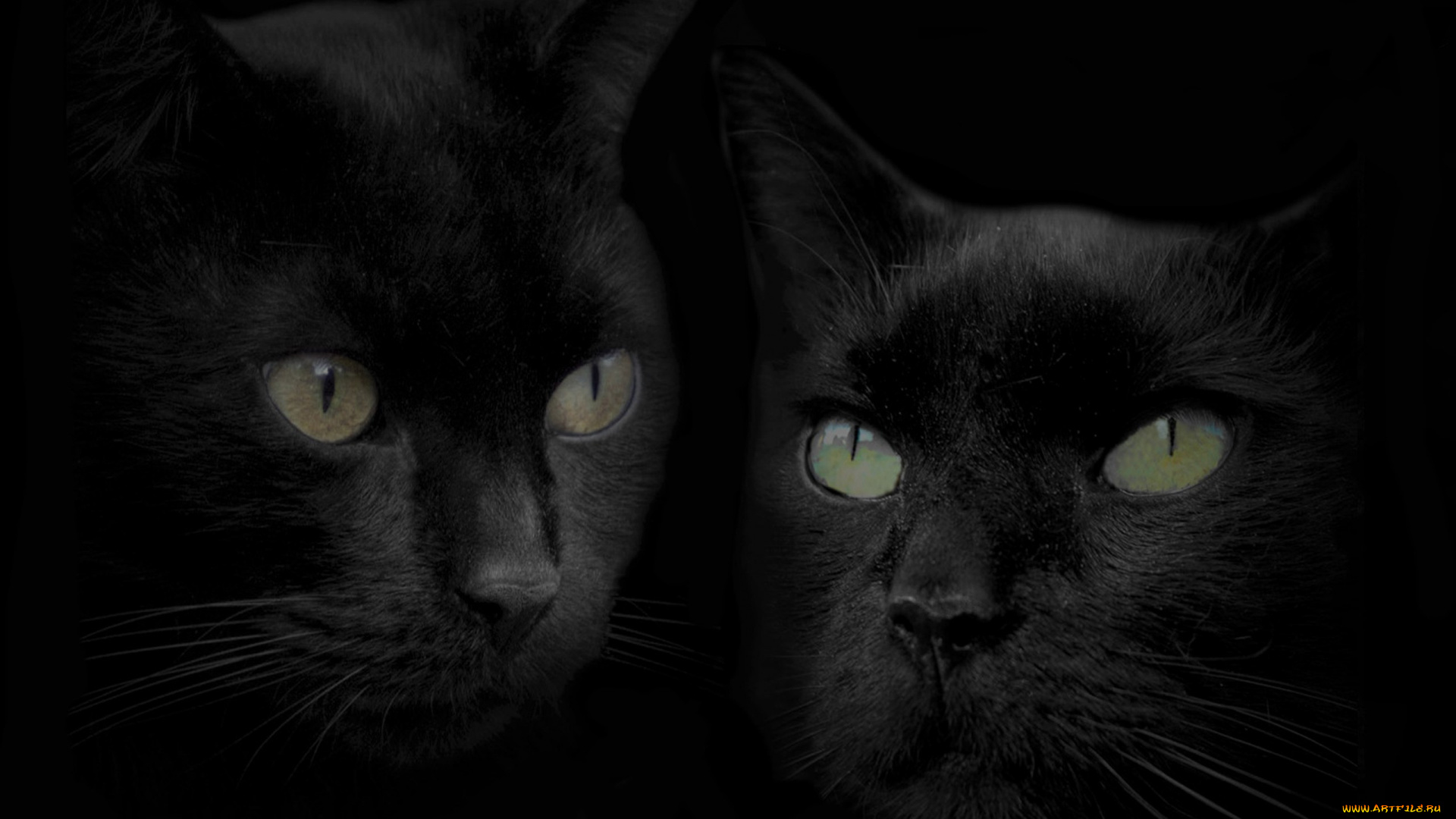 животные, коты, зеркало, отражение, голова, черный, кот, кошка